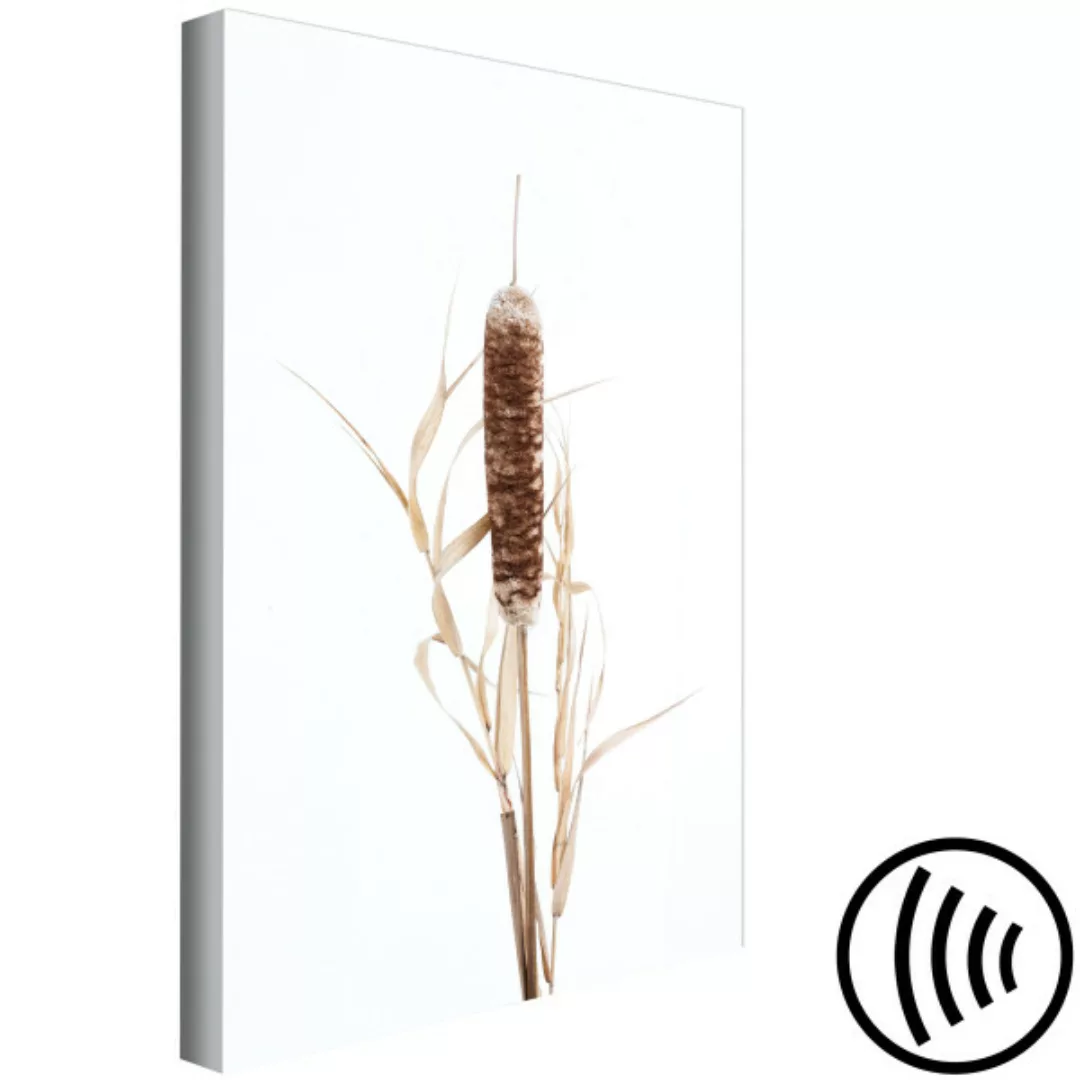 Wandbild Königin der Sümpfe - minimalistisches Pflanzenmotiv im Scandi-Stil günstig online kaufen