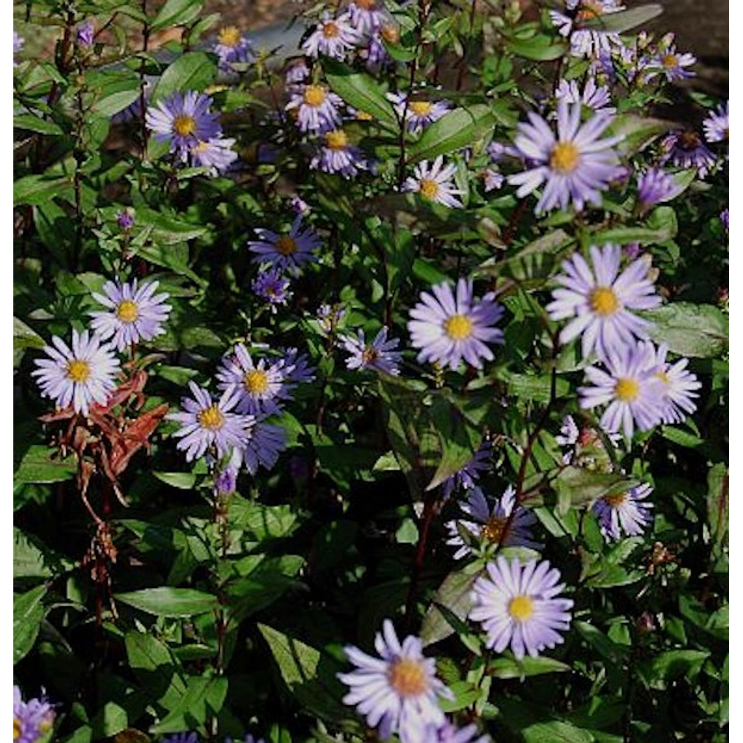 Herbstwild Aster Calliope - Aster laevis günstig online kaufen