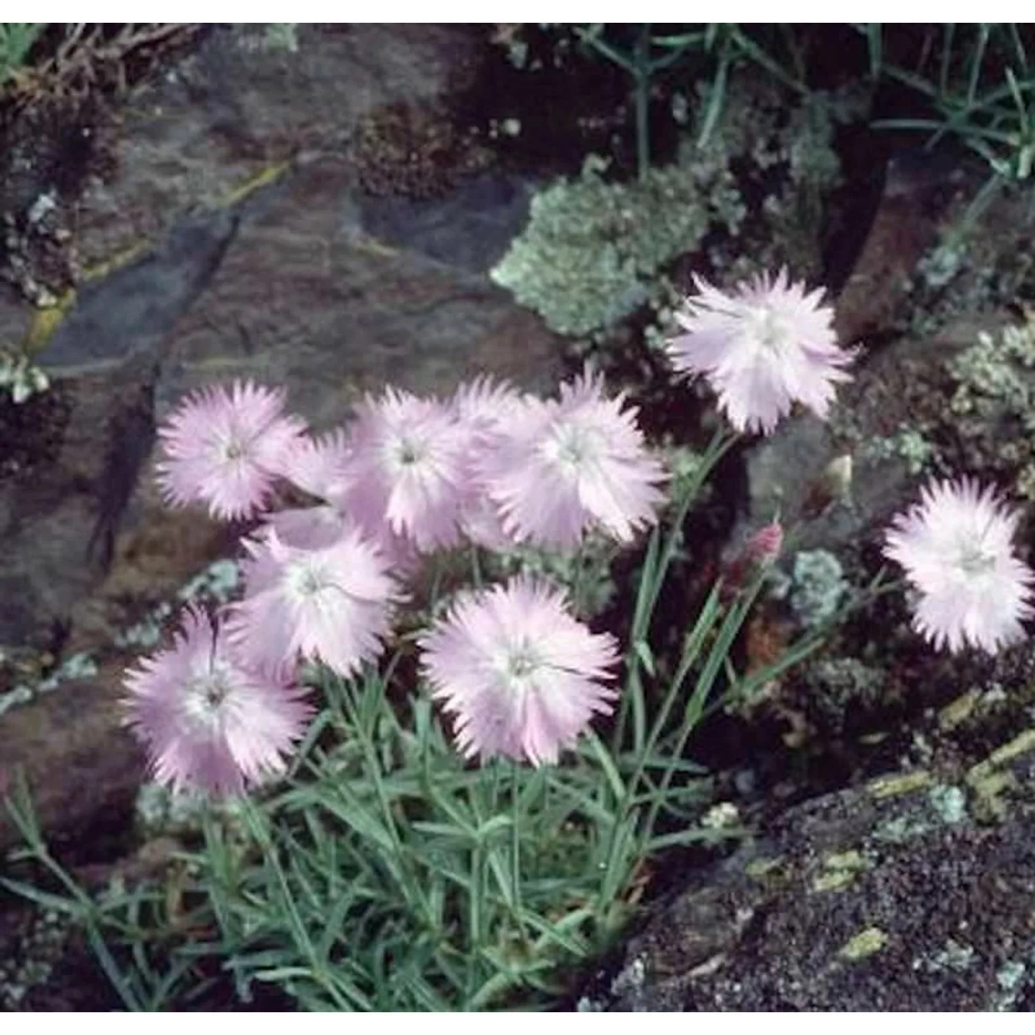 Pfingstnelke La Bourboule - Dianthus gratianopolitanus günstig online kaufen