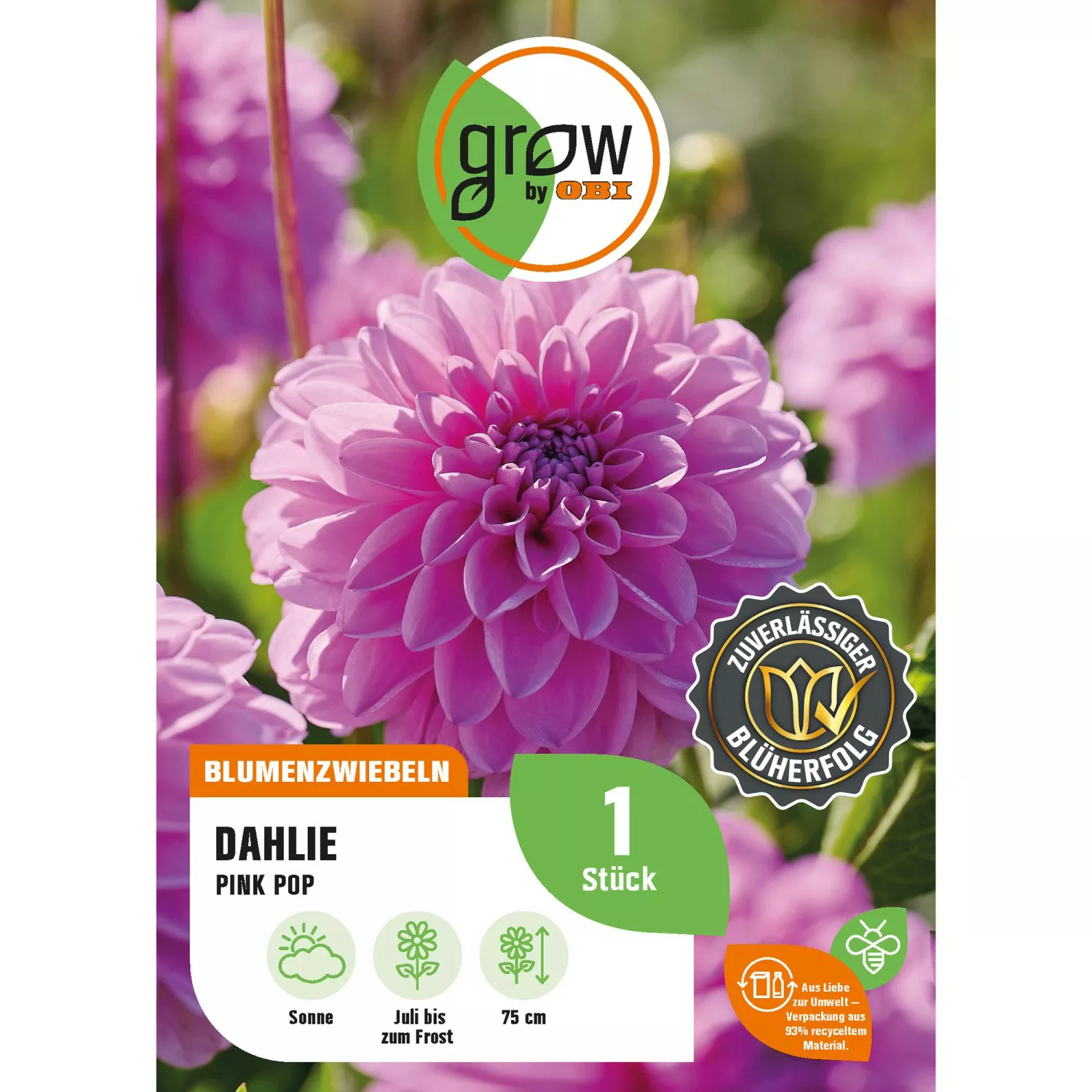 GROW by OBI Dahlie Pink Pop Höhe ca. 75 cm günstig online kaufen