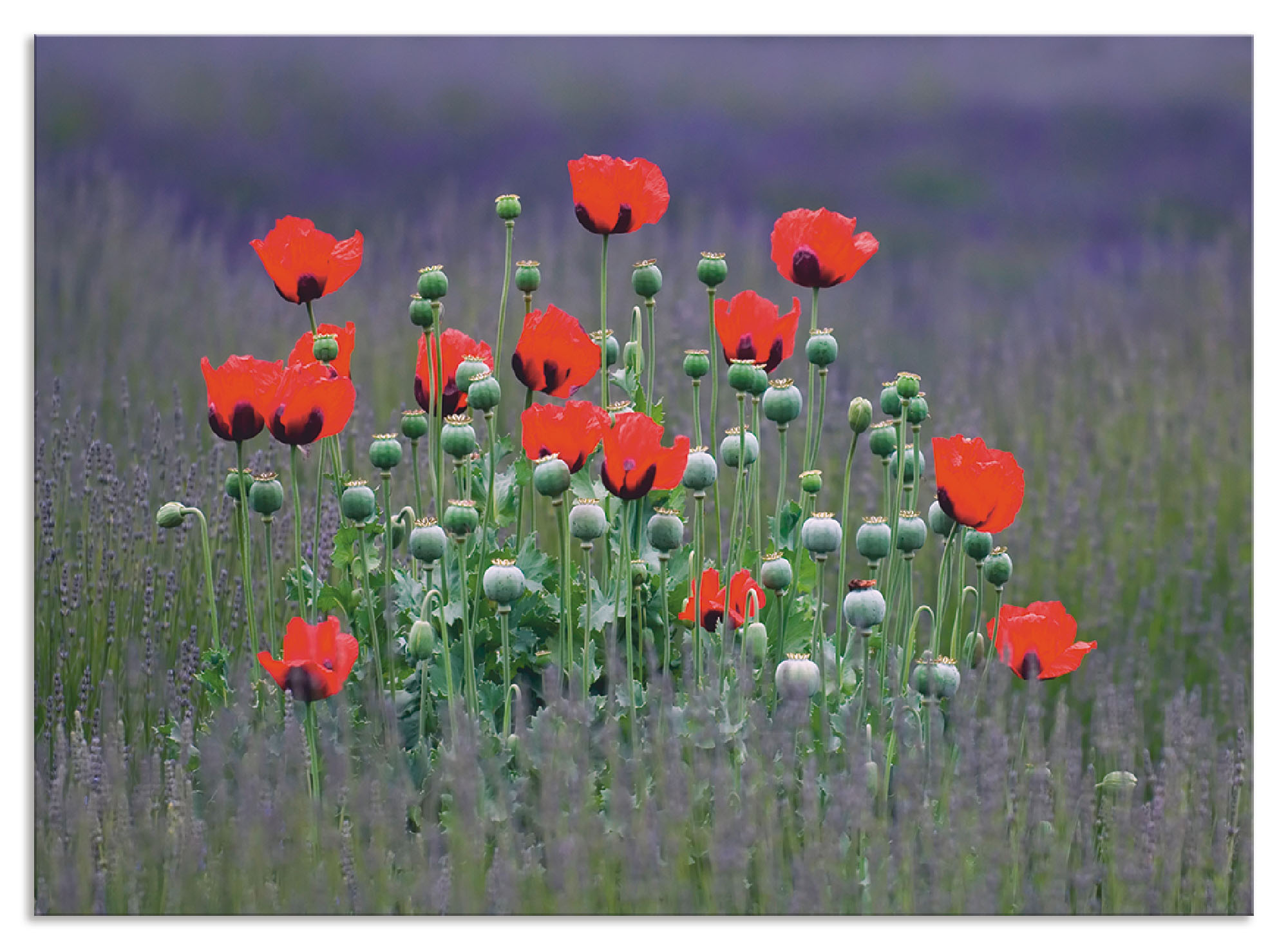 Artland Küchenrückwand »Lavendelfarm in Sequim - Mohnblumen«, (1 tlg.), Alu günstig online kaufen