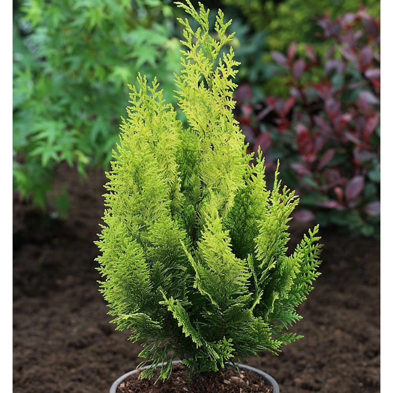 Gelbe Gartenzypresse Howarth Gold 80-100cm - Chamaecyparis lawsoniana günstig online kaufen