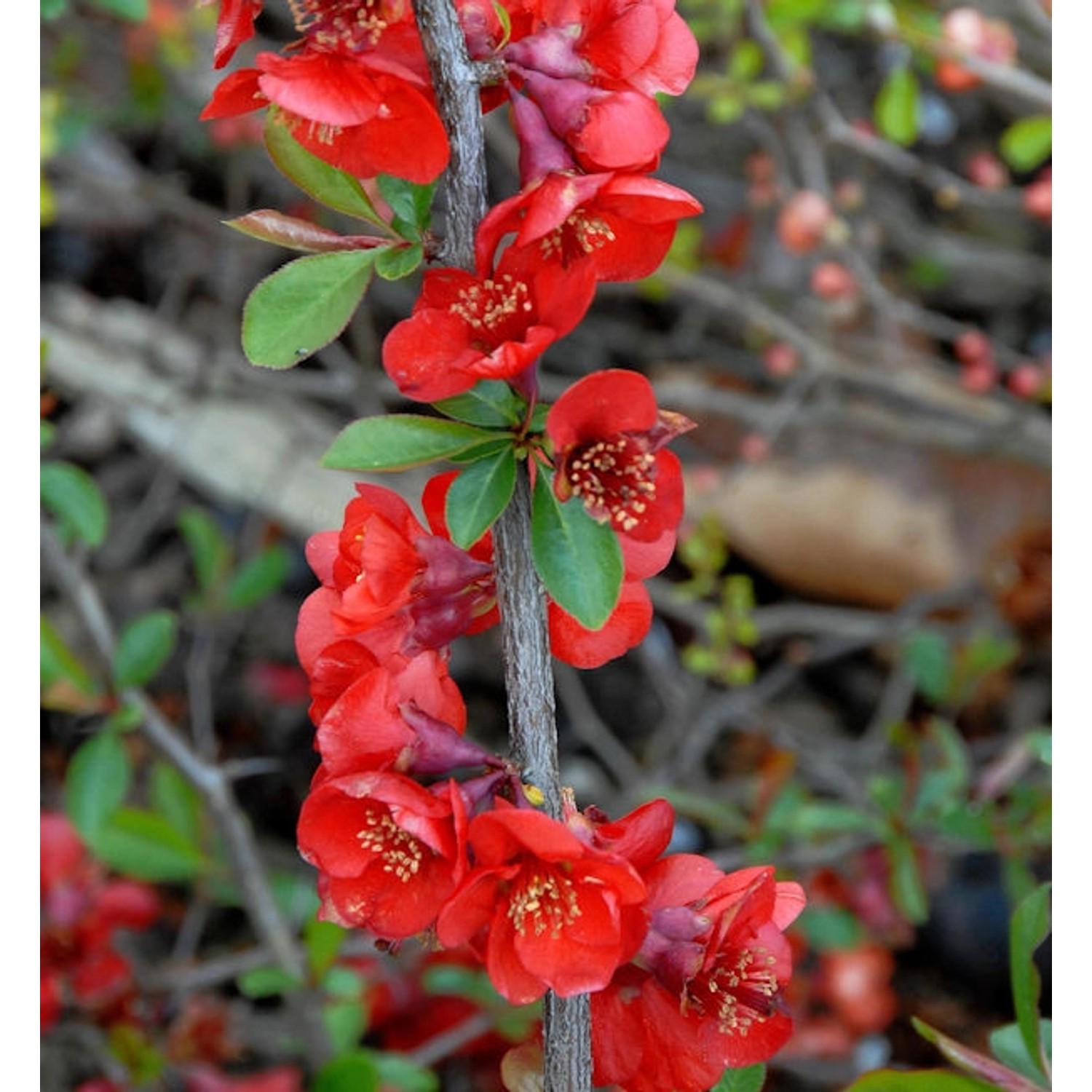 Zierquitte Nicoline 40-60cm - Chaenomeles günstig online kaufen