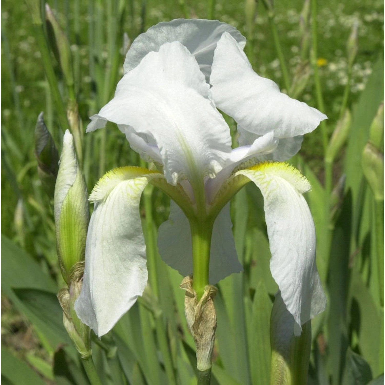 Weiße Zwerg-Schwertlilie - Iris pumila günstig online kaufen