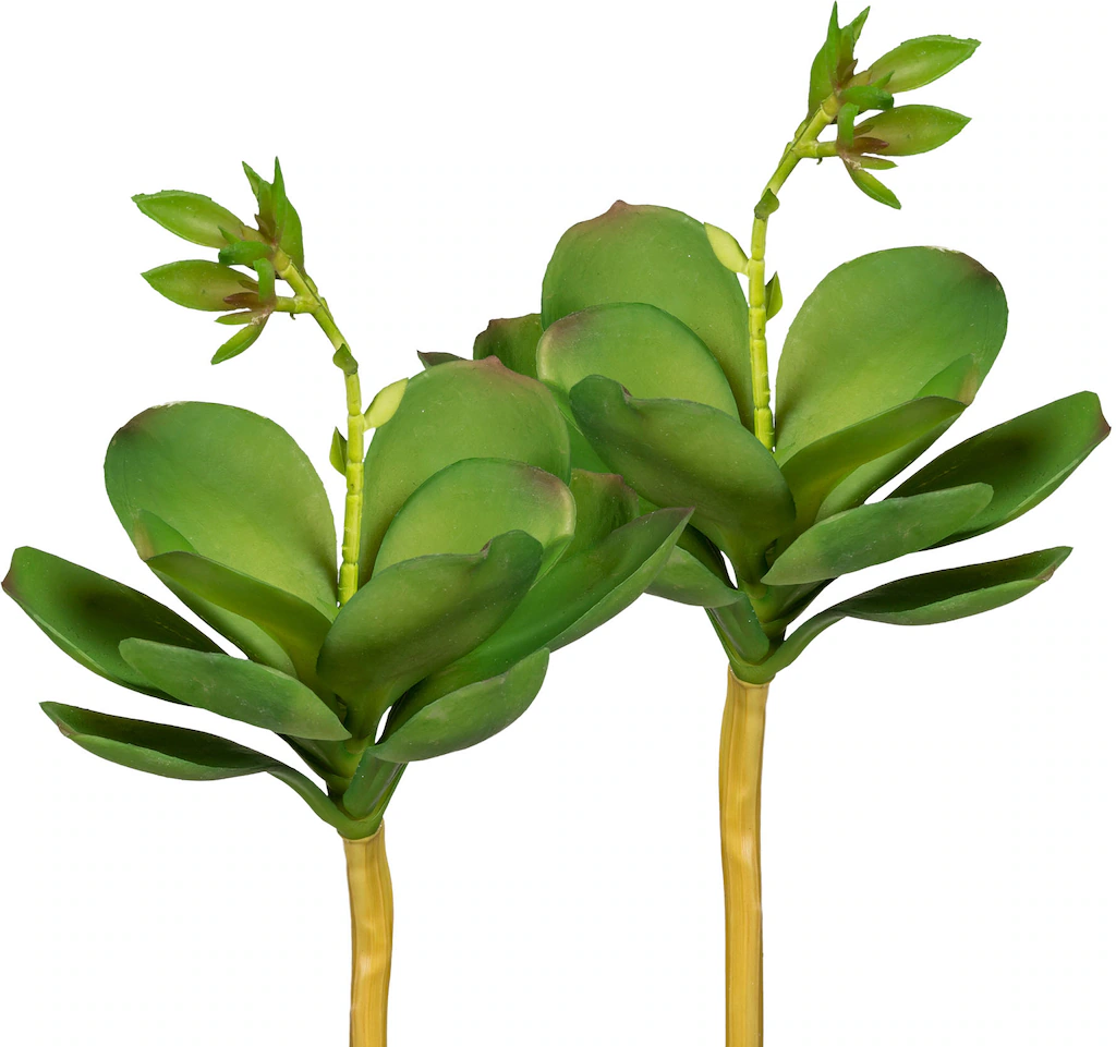 Creativ green Kunstpflanze "Echeveria mit Blüte", 3er Set günstig online kaufen