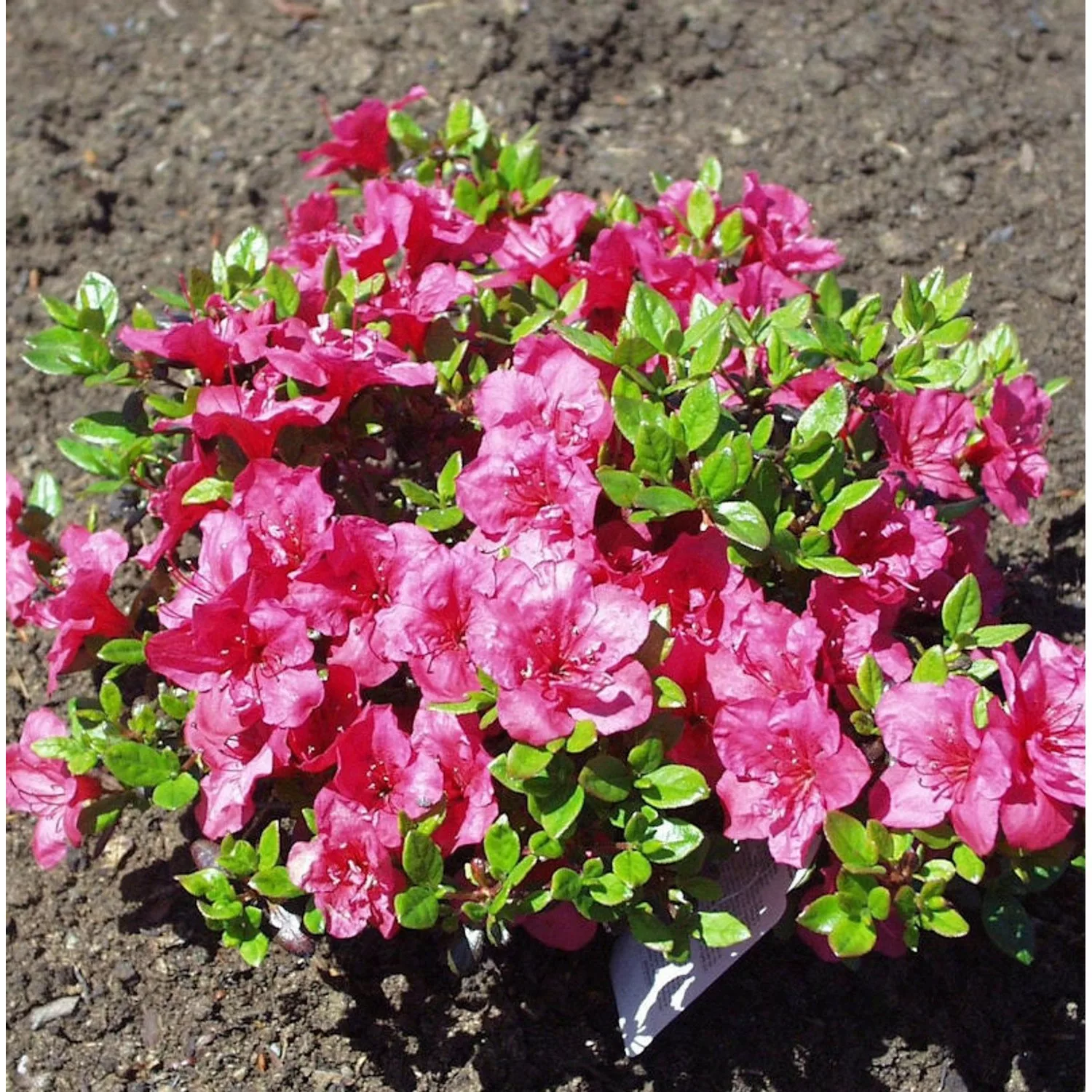 Japanische Azalee Purpurkissen 30-40cm - Rhododendron obtusum - Zwerg Alpen günstig online kaufen