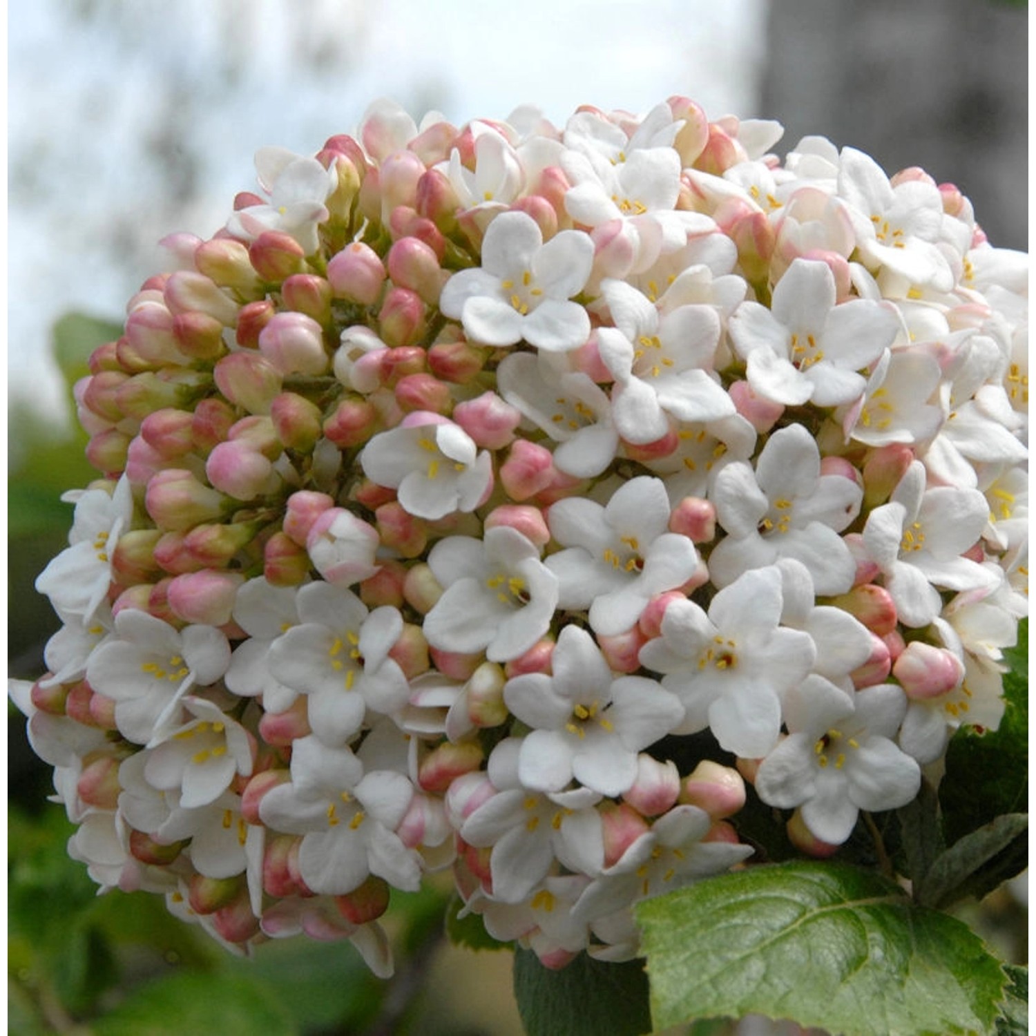 Großblumiger Duft Schneeball 60-80cm - Viburnum carlcephalum günstig online kaufen