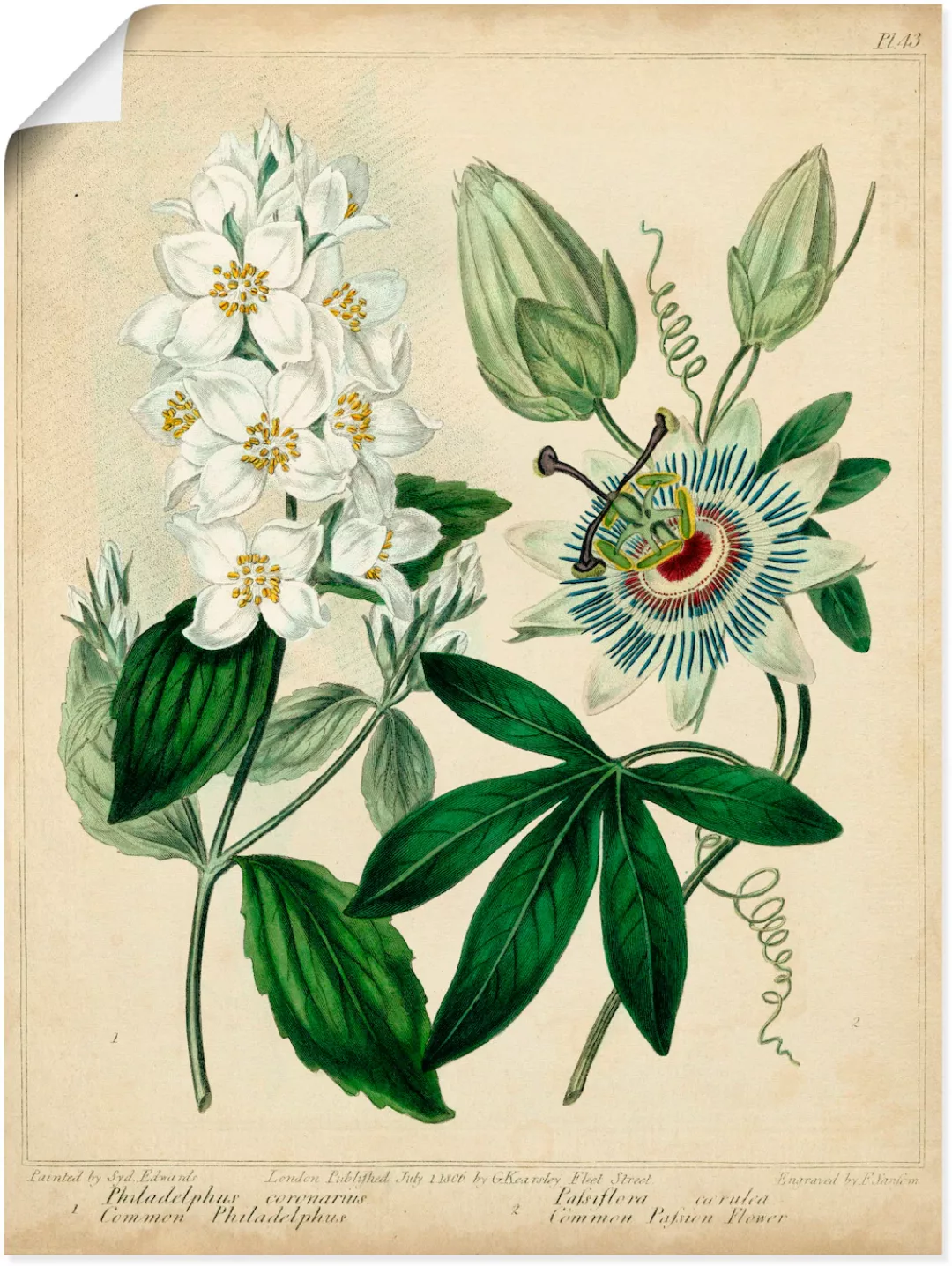 Artland Wandbild "Federnelke II", Blumen, (1 St.), als Leinwandbild, Poster günstig online kaufen