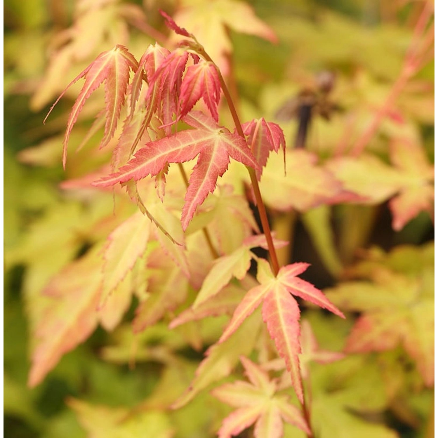 Fächerahorn Bii-Hoo 60-80cm - Acer palmatum günstig online kaufen