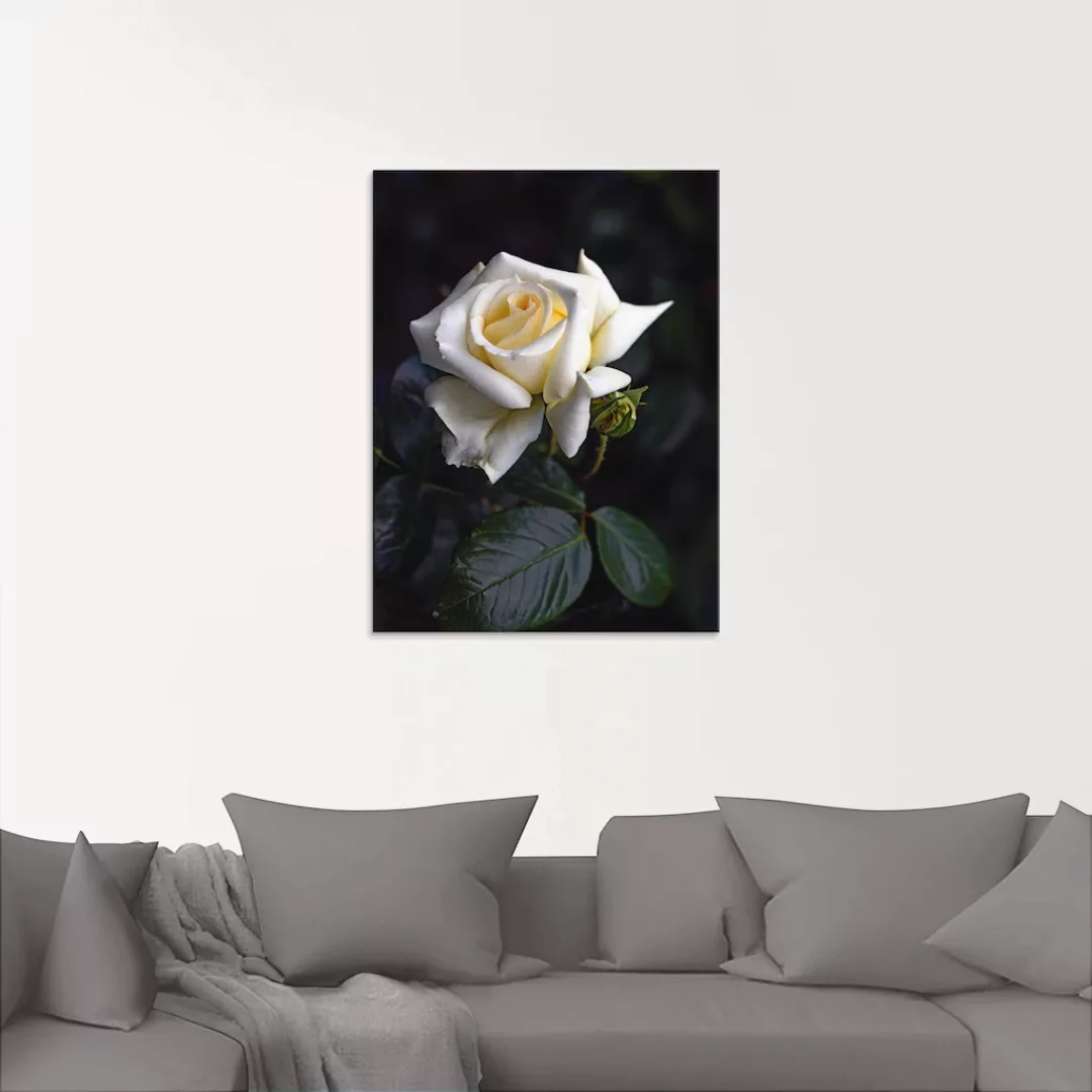 Artland Glasbild »Weiß-gelbe Rose«, Blumen, (1 St.), in verschiedenen Größe günstig online kaufen