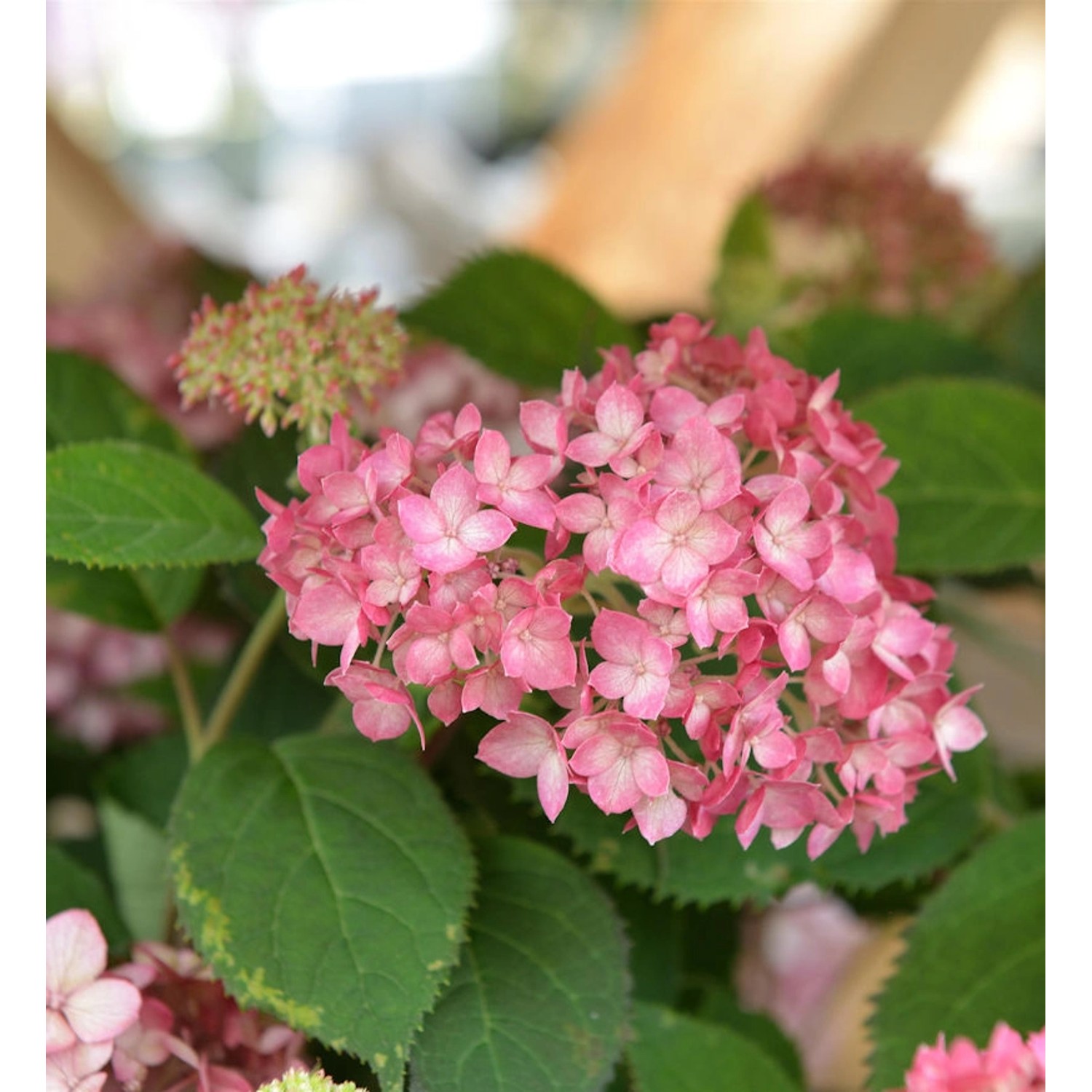 Ballhortensie Ruby Annabelle 40-60cm - Hydrangea arborescens günstig online kaufen