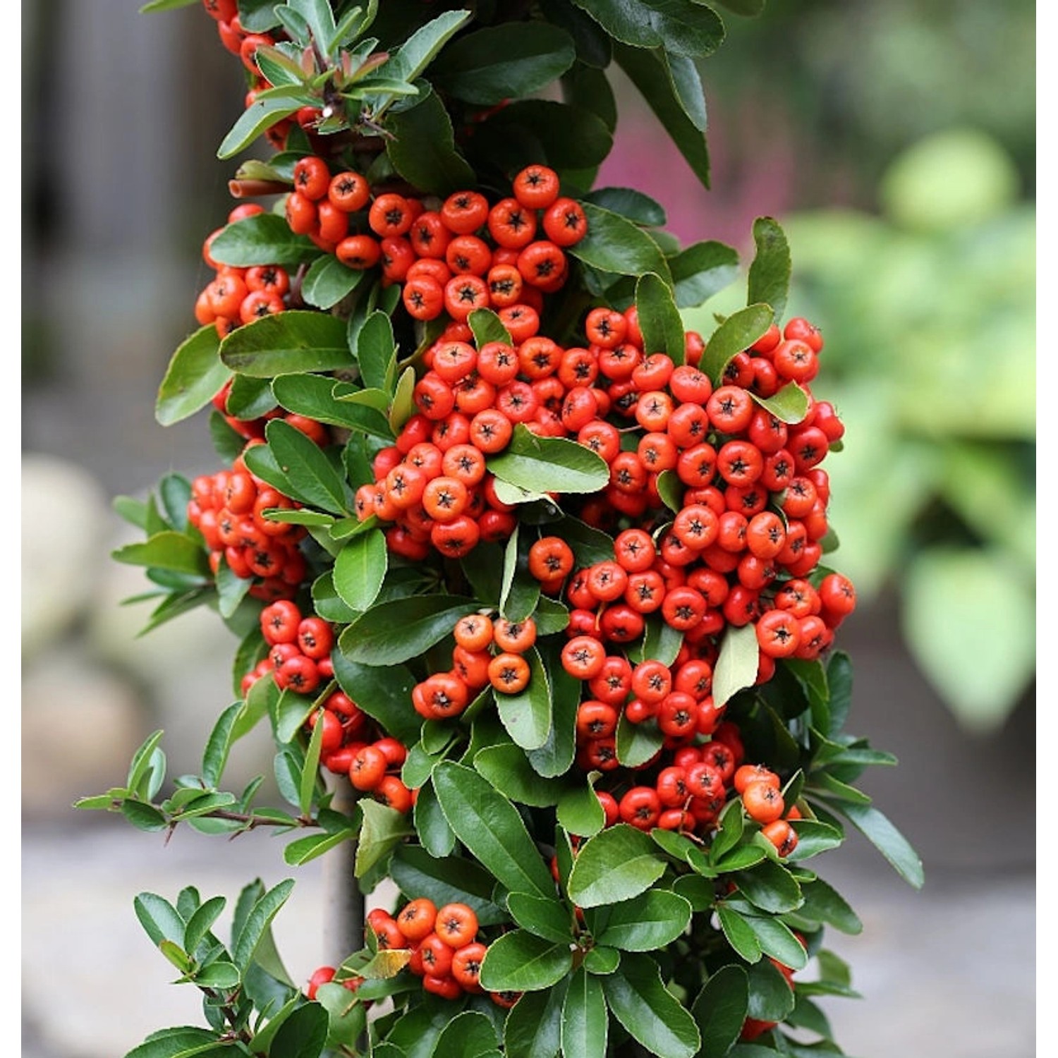 Feuerdorn Saphyr Rouge 80-100cm - Pyracantha günstig online kaufen