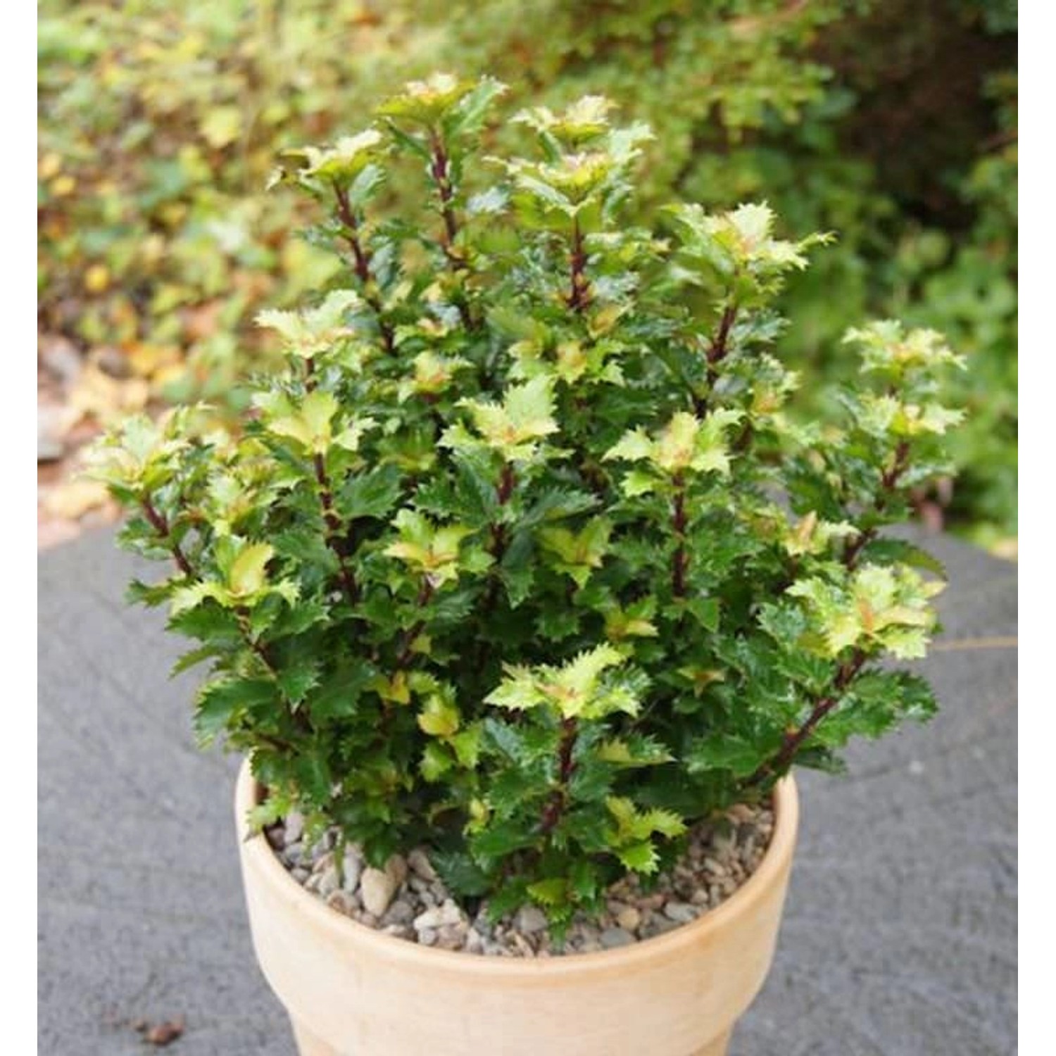 Amerikanischer Ilex Little Rascal 15-20cm - Ilex meserveae günstig online kaufen