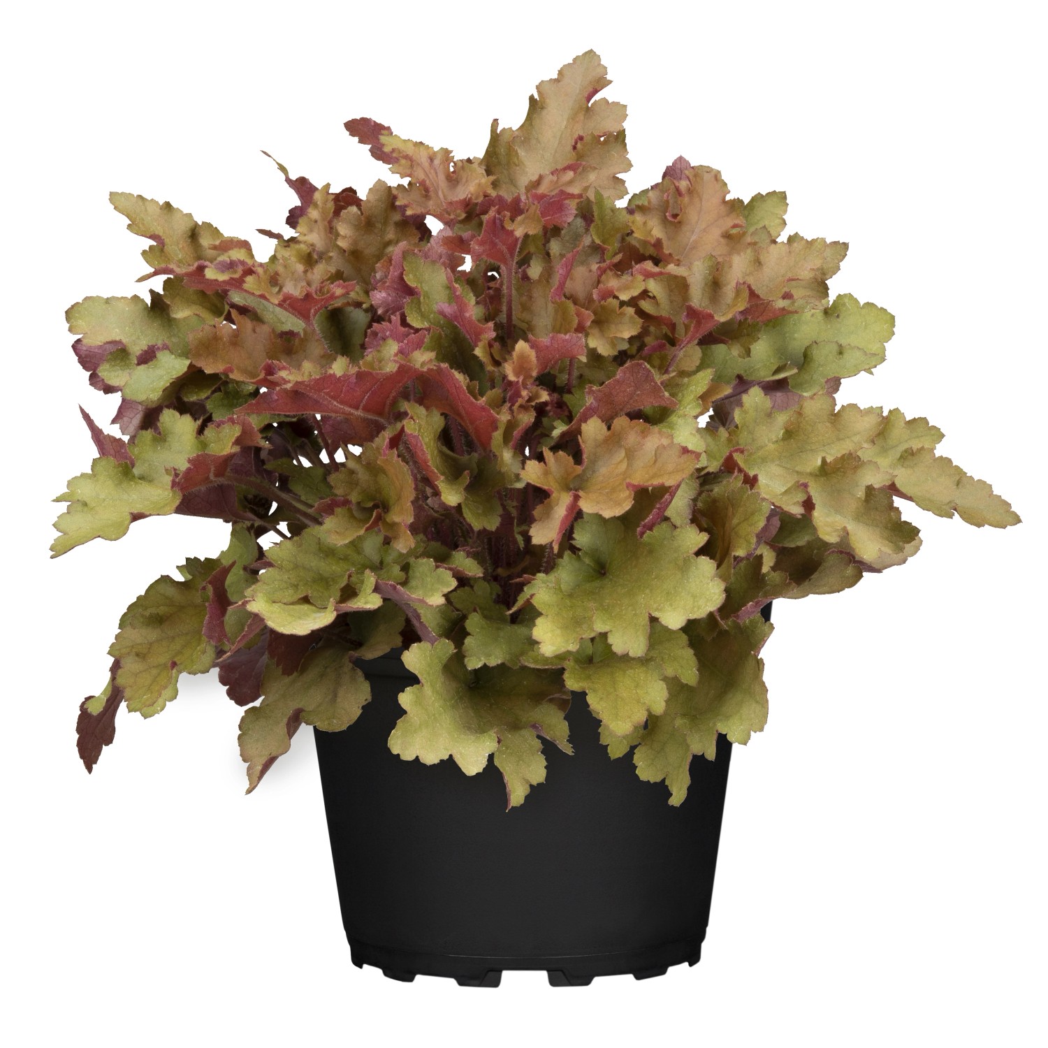 Purpurglöcken Braun Topf-Ø ca. 13 cm Heuchera günstig online kaufen