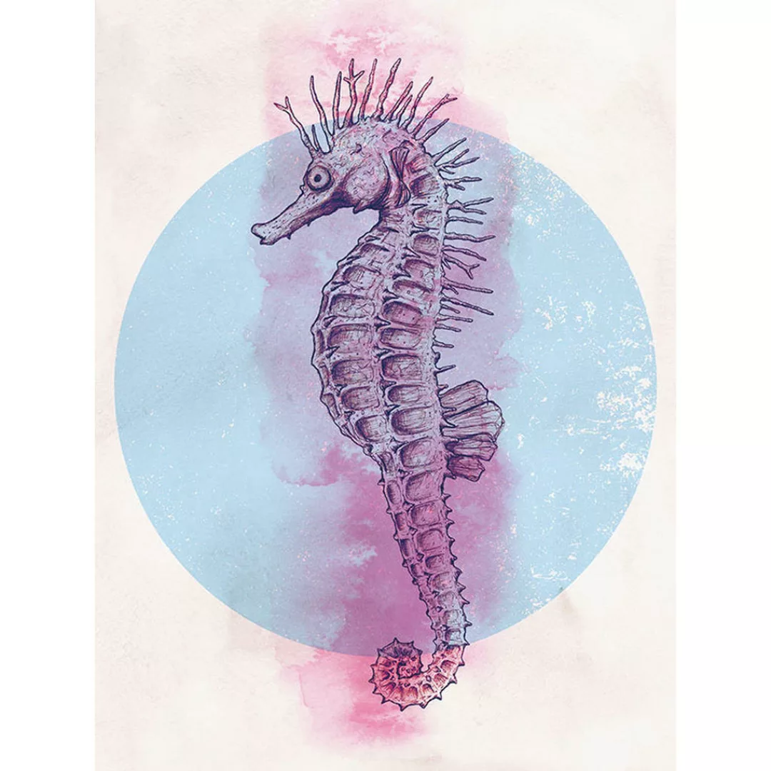 Komar Wandbild Sea Horse Circle Tiere B/L: ca. 30x40 cm günstig online kaufen