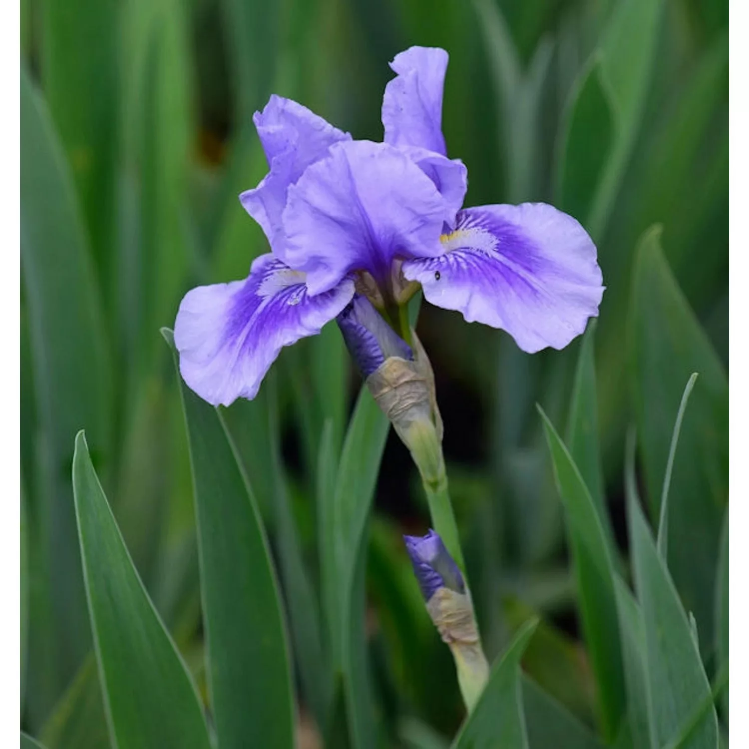 Mittelhohe Schwertlilie Bedtime Story - Iris barbata günstig online kaufen