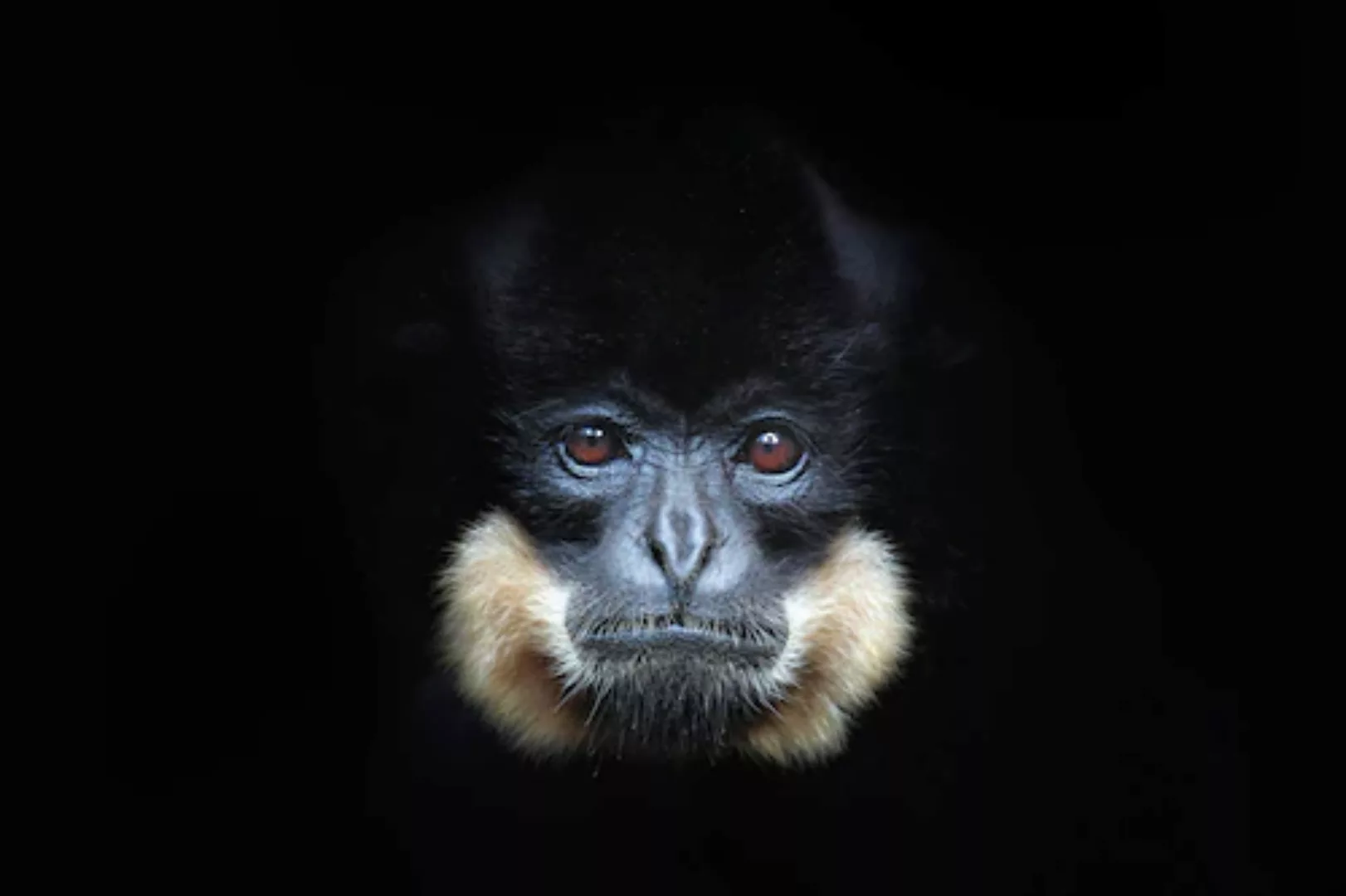 Papermoon Fototapete »GELBERCHEEKED GIBBON-MENSCHEN AFFE VIETNAM PORTRÄT« günstig online kaufen