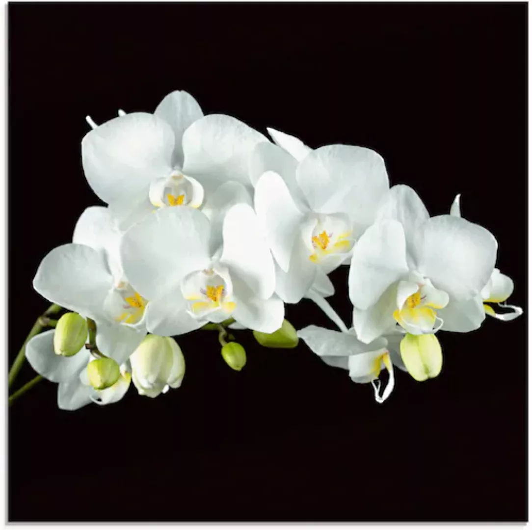 Artland Glasbild "Weiße Orchidee auf schwarzem Hintergrund", Blumen, (1 St. günstig online kaufen