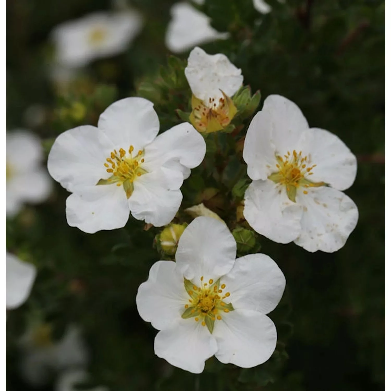 10x Fünffingerstrauch Manchu - Potentilla fruticosa günstig online kaufen