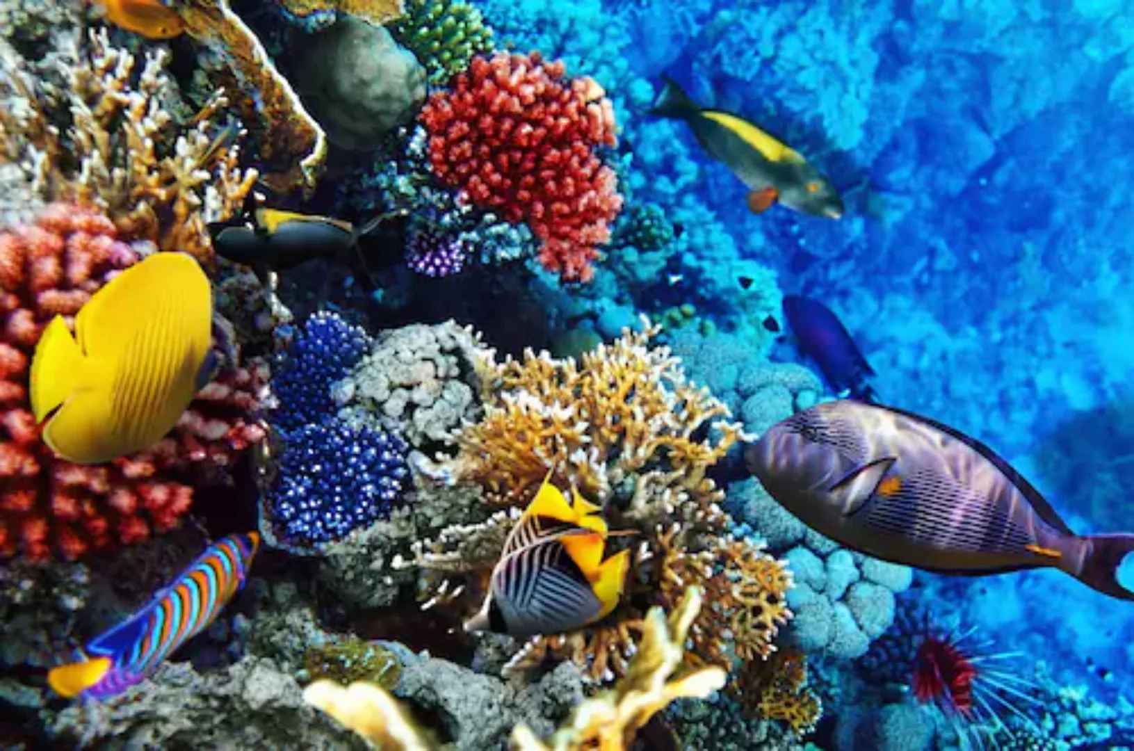 Papermoon Fototapete »Korallen Rotes Meer« günstig online kaufen