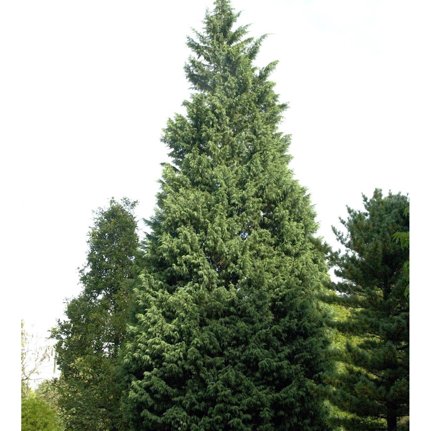 Leyland-Zypresse Pyramidalis 100-125cm - Cupressocyparis leylandii günstig online kaufen