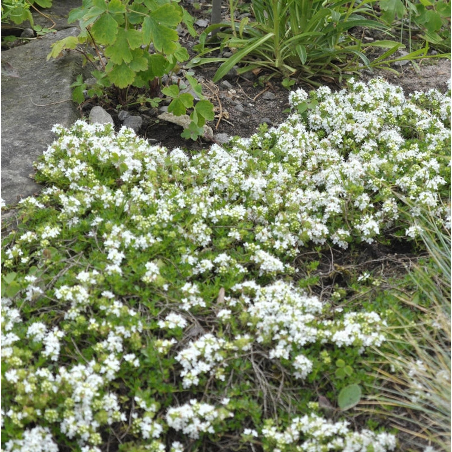 Zitronenquendel Amade - Thymus praecox günstig online kaufen