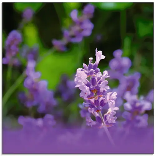 Artland Glasbild »Lavendel«, Blumen, (1 St.), in verschiedenen Größen günstig online kaufen