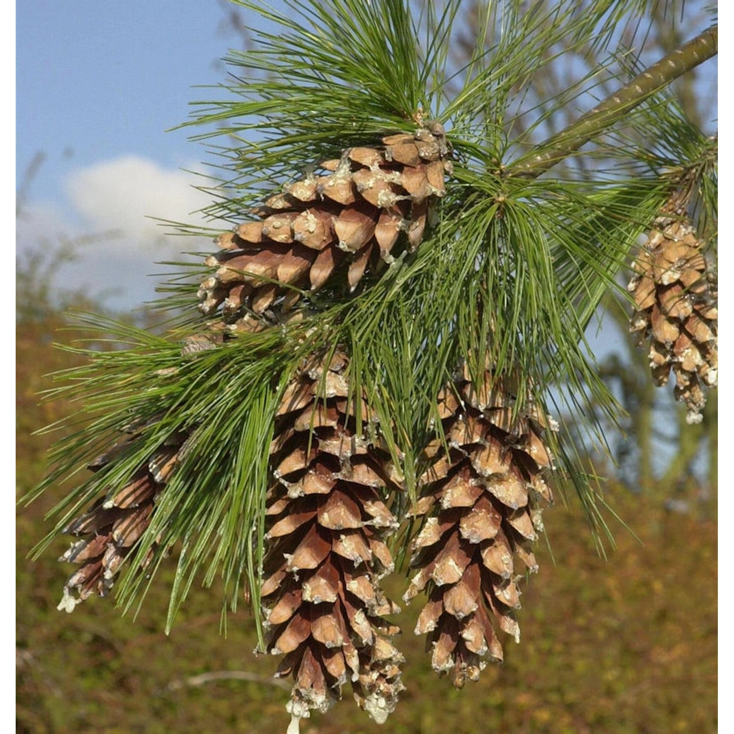 Schwerin Kiefer 80-100cm - Pinus schwerinii günstig online kaufen