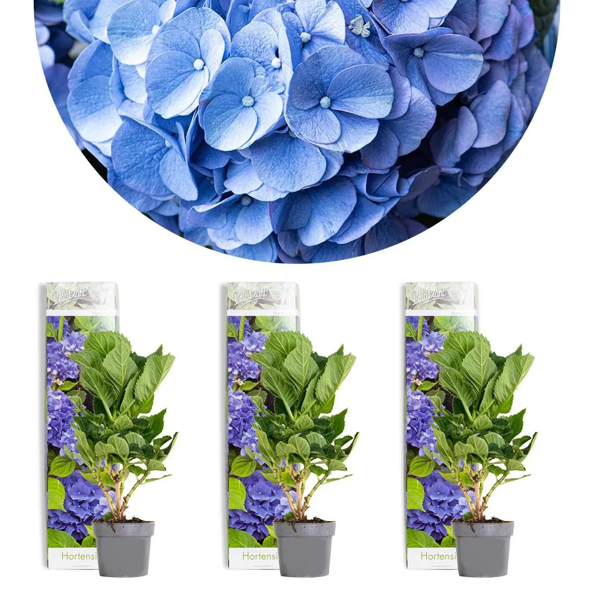 Casa Caron | 3er-Set Hydrangea macrophylla Early Blue günstig online kaufen