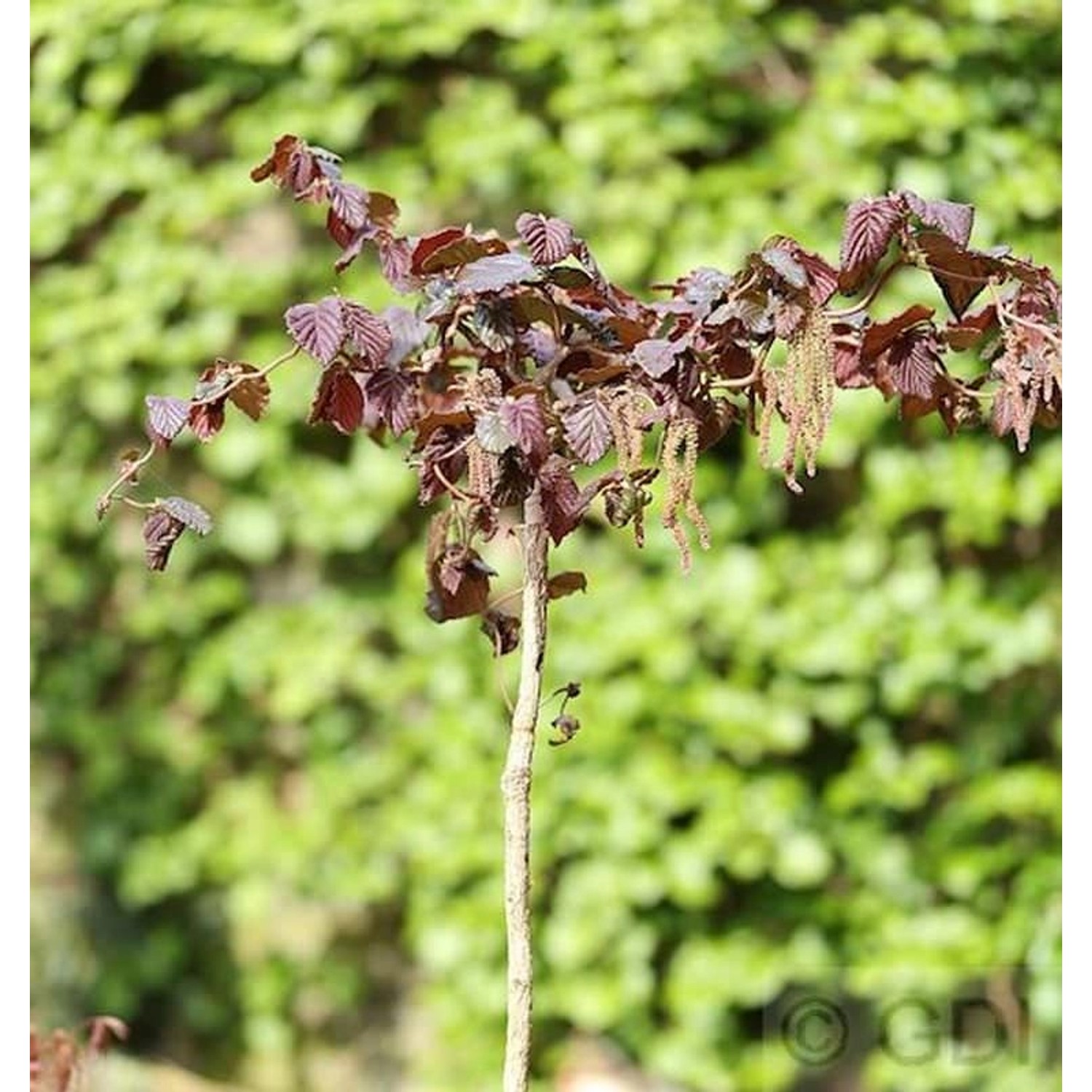 Hochstamm Rotblättrige Korkenzieher Hasel 125-150cm - Corylus avellana günstig online kaufen