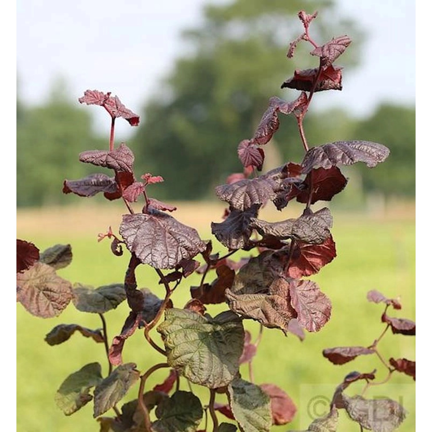 Rotblättrige Korkenzieher Hasel 80-100cm - Corylus avellana günstig online kaufen