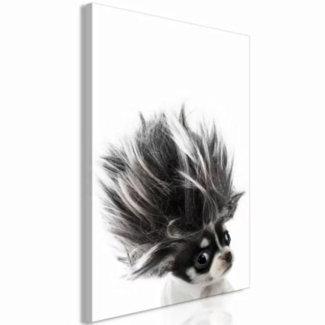 artgeist Wandbild Chihuahua (1 Part) Vertical schwarz/weiß Gr. 40 x 60 günstig online kaufen