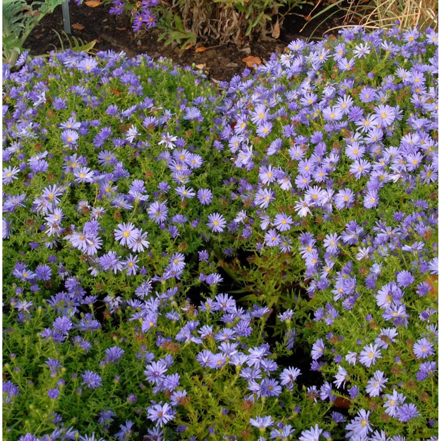 Kissenaster Alice Azurro - Aster dumosus günstig online kaufen