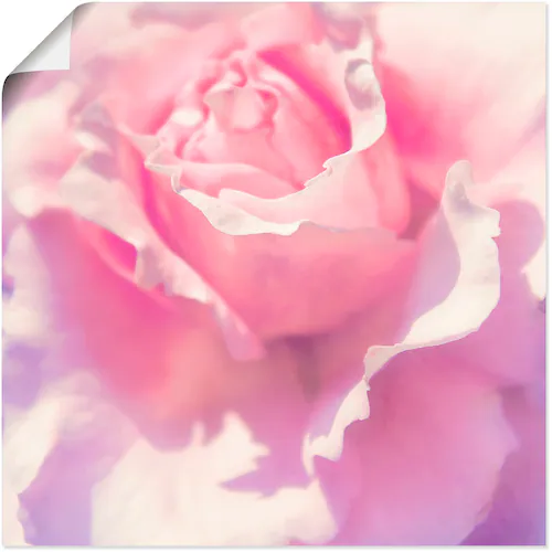 Artland Wandbild »Rosa«, Blumen, (1 St.), als Leinwandbild, Poster, Wandauf günstig online kaufen