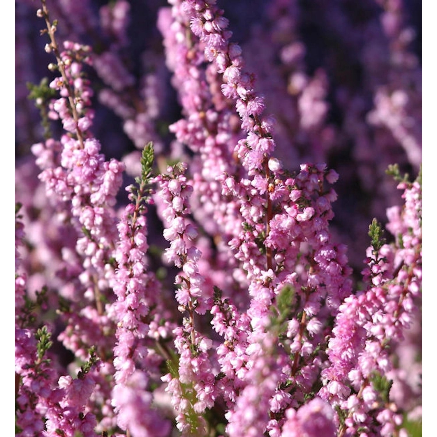 10x Besenheide Peter Sparkes - Calluna vulgaris günstig online kaufen