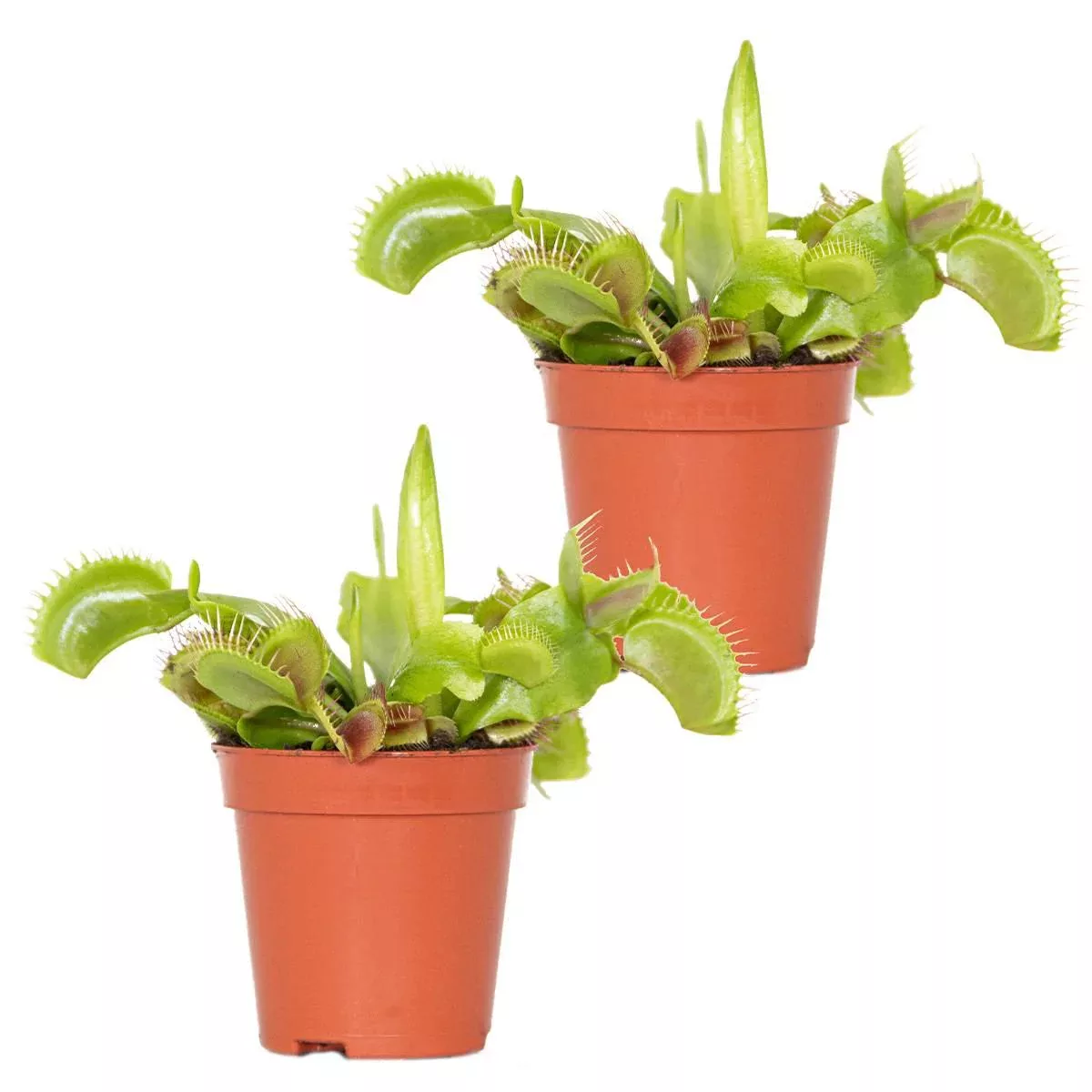 Casa Caron | Satz von 2 Dionaea Muscipula günstig online kaufen