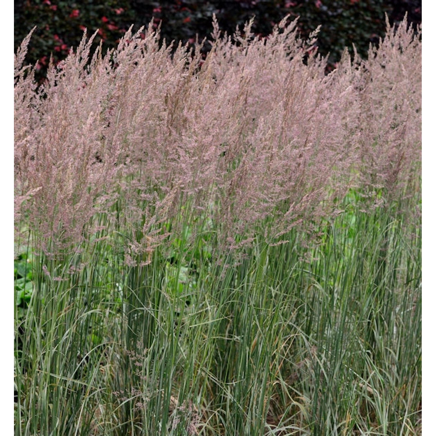 Reitgras Overdam - großer Topf - Calamagrostis acutiflora günstig online kaufen