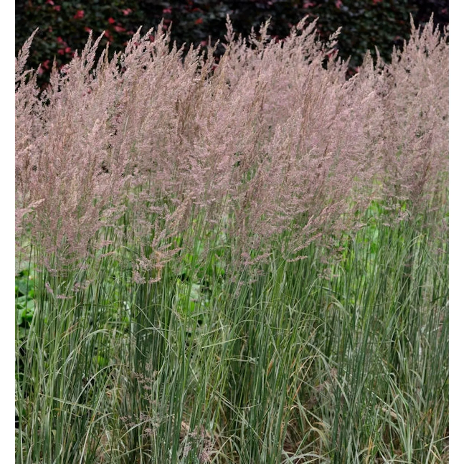 Reitgras Overdam - Calamagrostis acutiflora günstig online kaufen