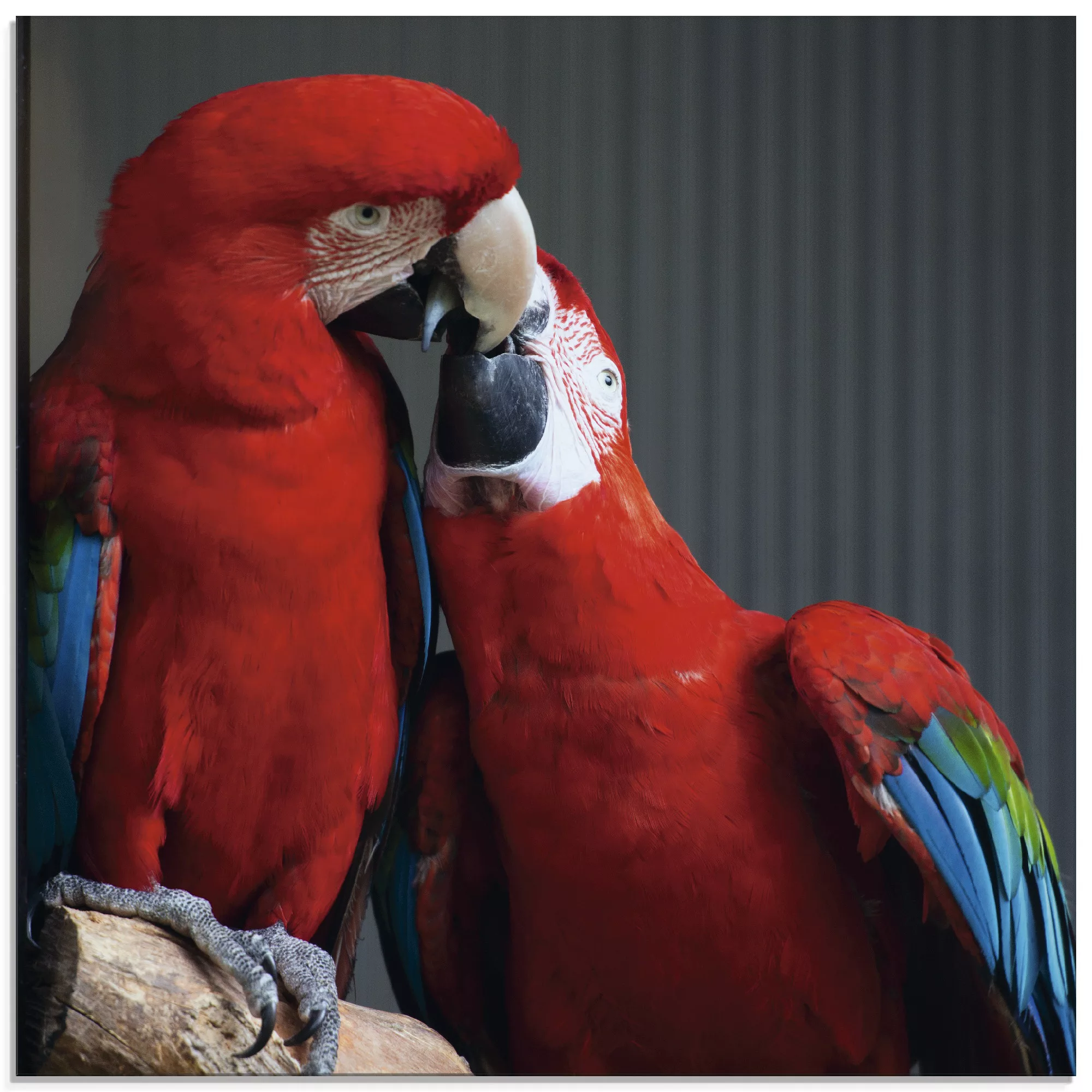 Artland Glasbild "Papageien", Vögel, (1 St.) günstig online kaufen