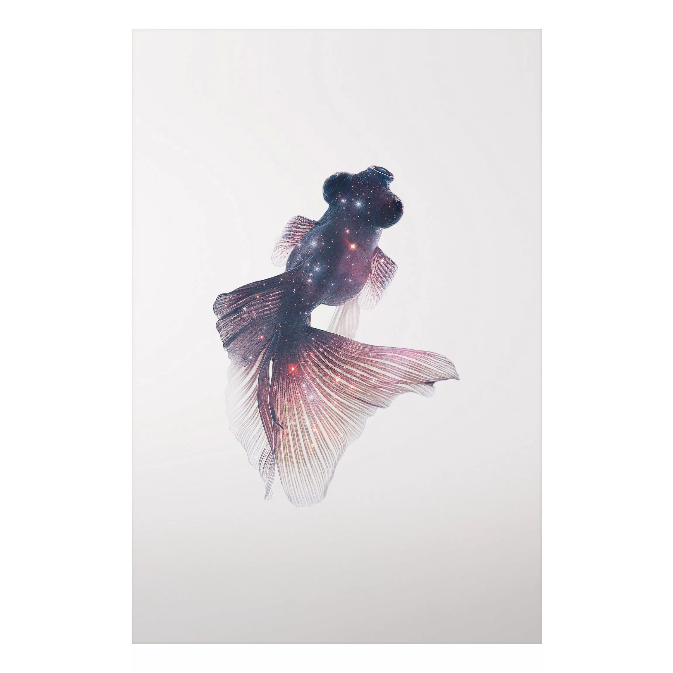 Alu-Dibond Bild Kunstdruck - Hochformat 2:3 Fisch mit Galaxie günstig online kaufen