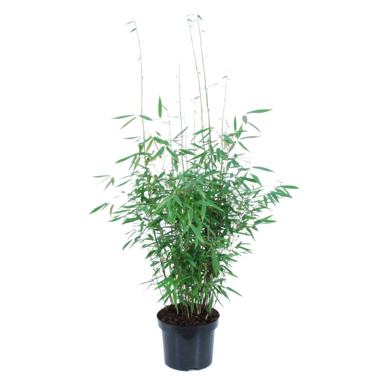 Gartenbambus Panda Höhe ca. 60-80 cm Topf ca. 6 l Fargesia murielae günstig online kaufen