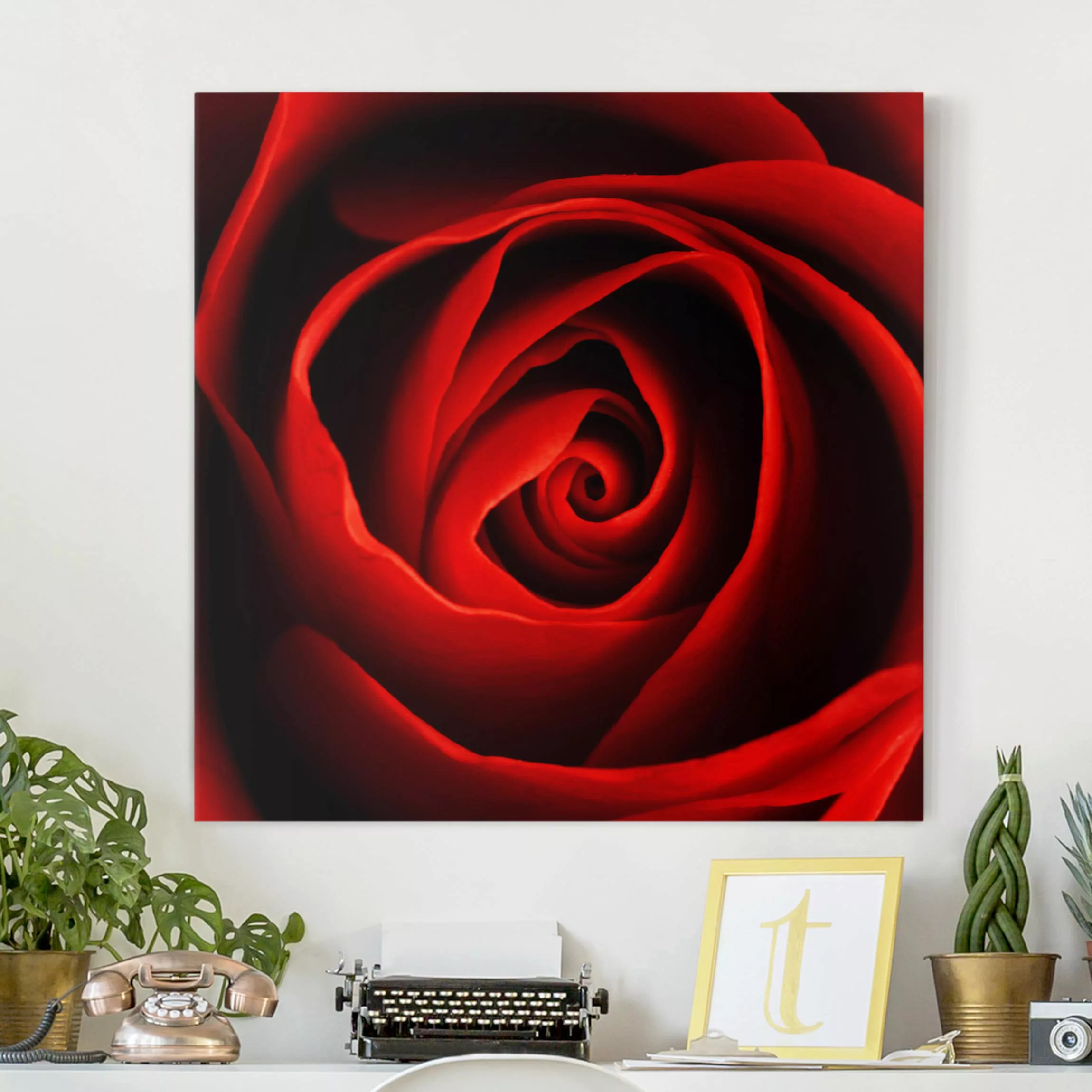 Leinwandbild Blumen - Quadrat Liebliche Rose günstig online kaufen