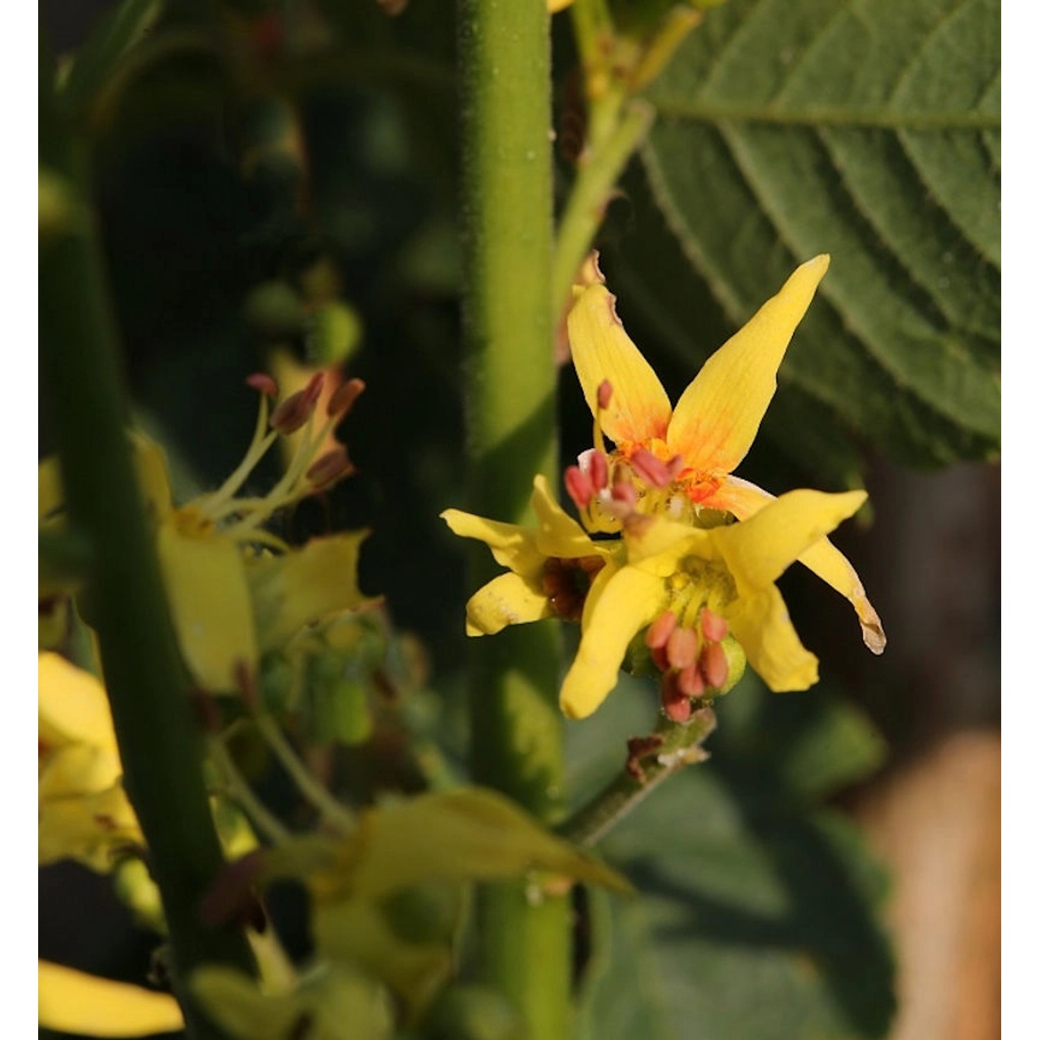 Goldblasenbaum Fastigiata 100-125cm - Koelreuteria paniculata günstig online kaufen