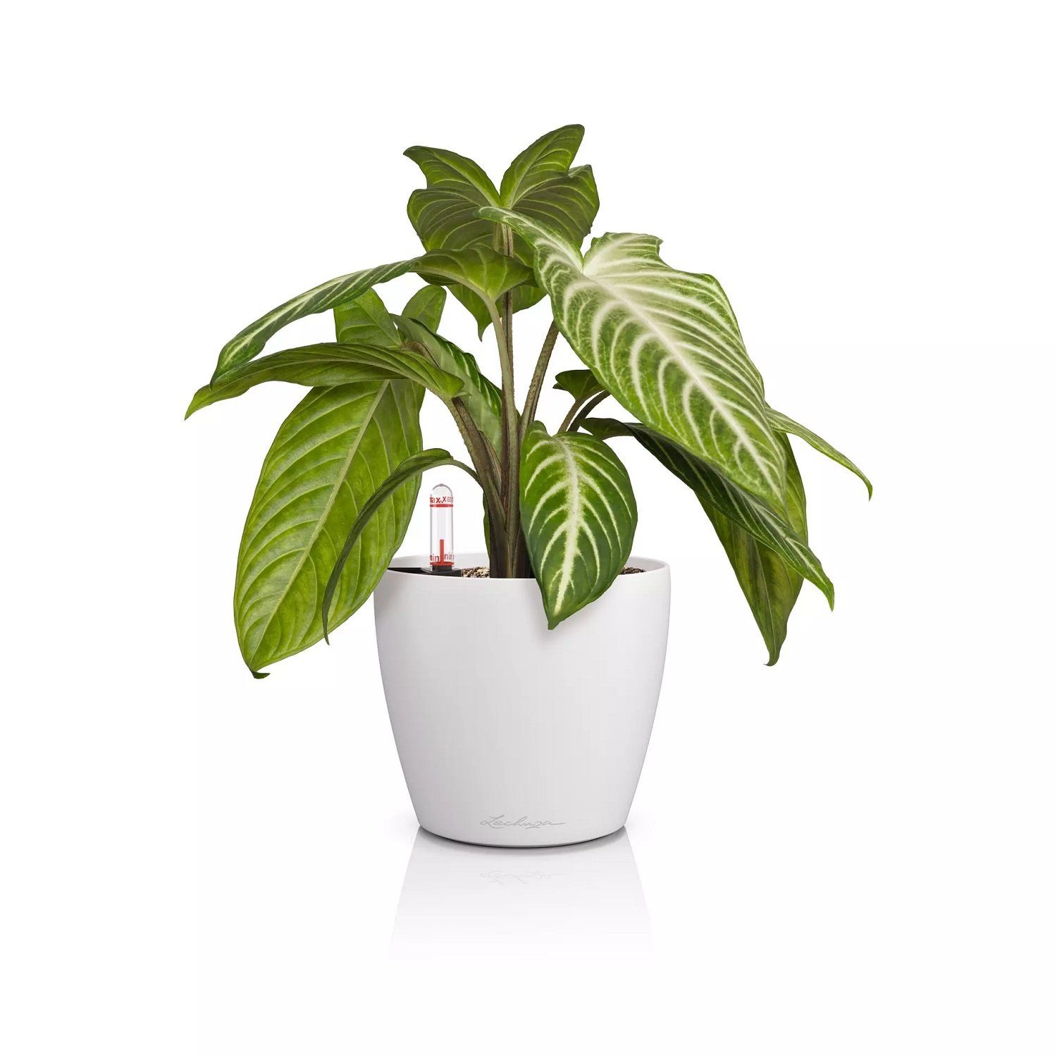 Lechuza® Blumentopf Lechuza Classico Color 14 günstig online kaufen