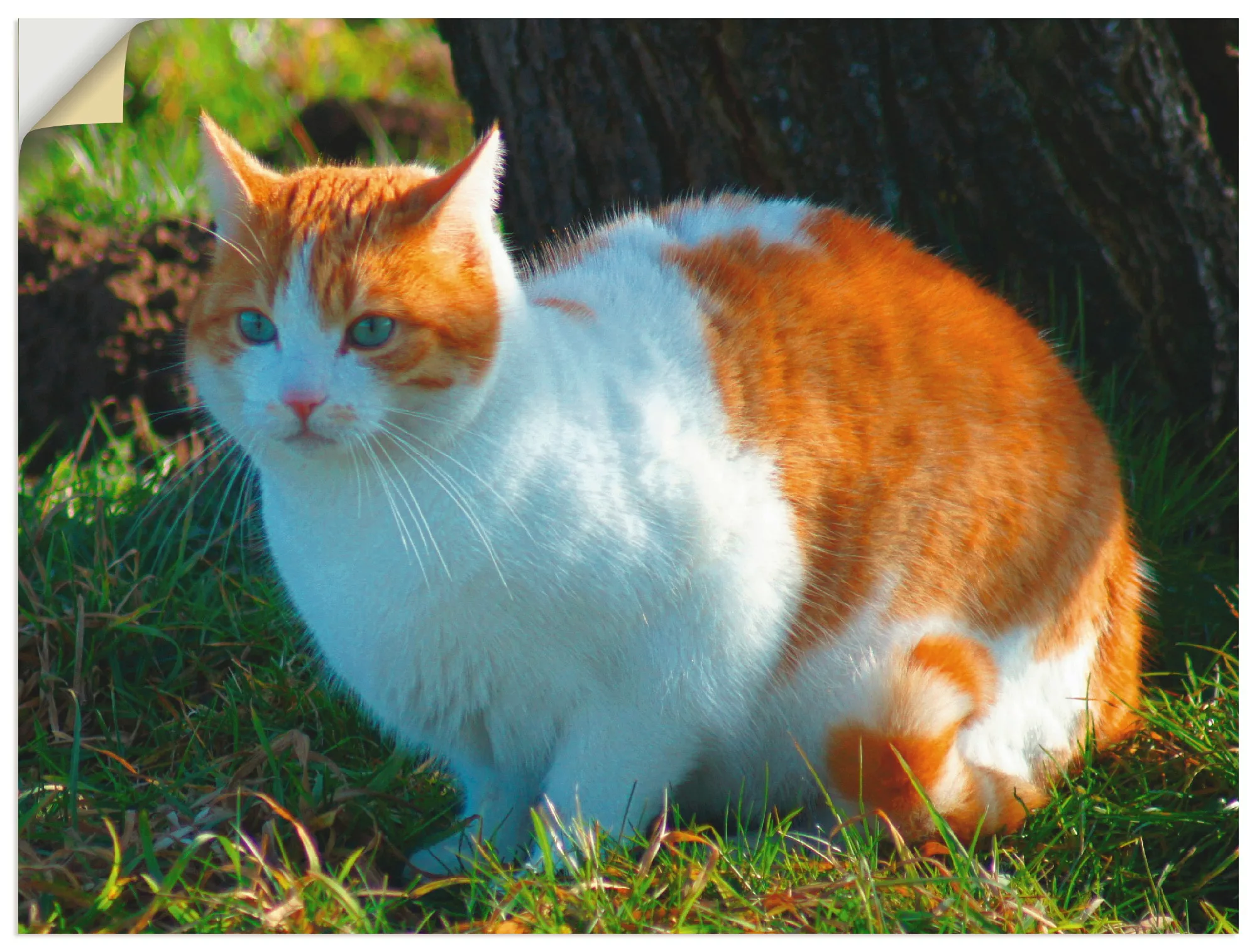 Artland Wandfolie »Entspannte Katze«, Haustiere, (1 St.), selbstklebend günstig online kaufen