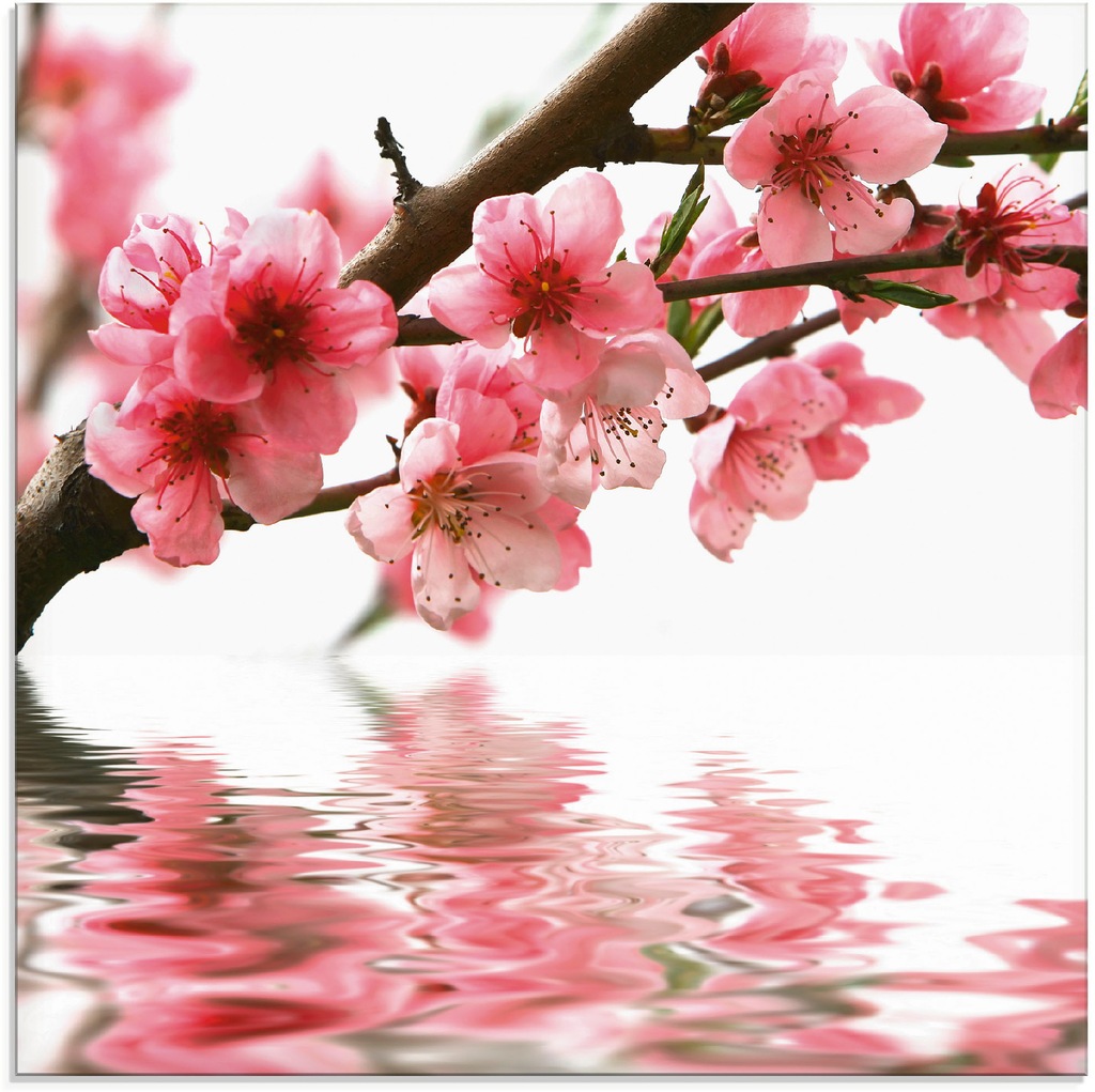 Artland Glasbild "Pfirsichblüten reflektieren im Wasser", Blumen, (1 St.), günstig online kaufen