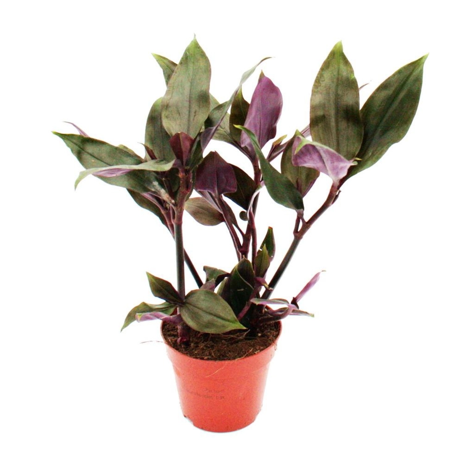 Exotenherz Dreimasterblume Tradescantia Spathacea Roxxo Pflegeleichte Zimme günstig online kaufen