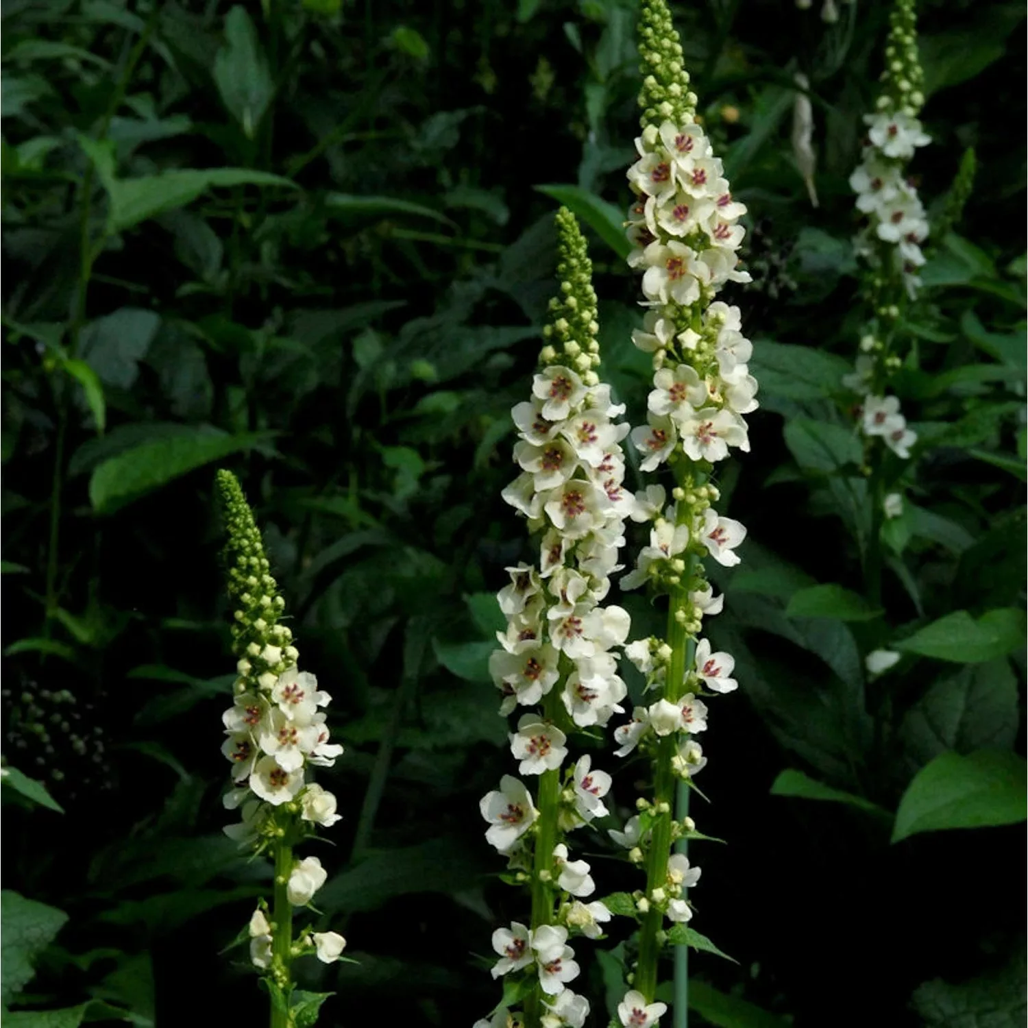 Königskerze White Domino - Verbascum cultorum günstig online kaufen