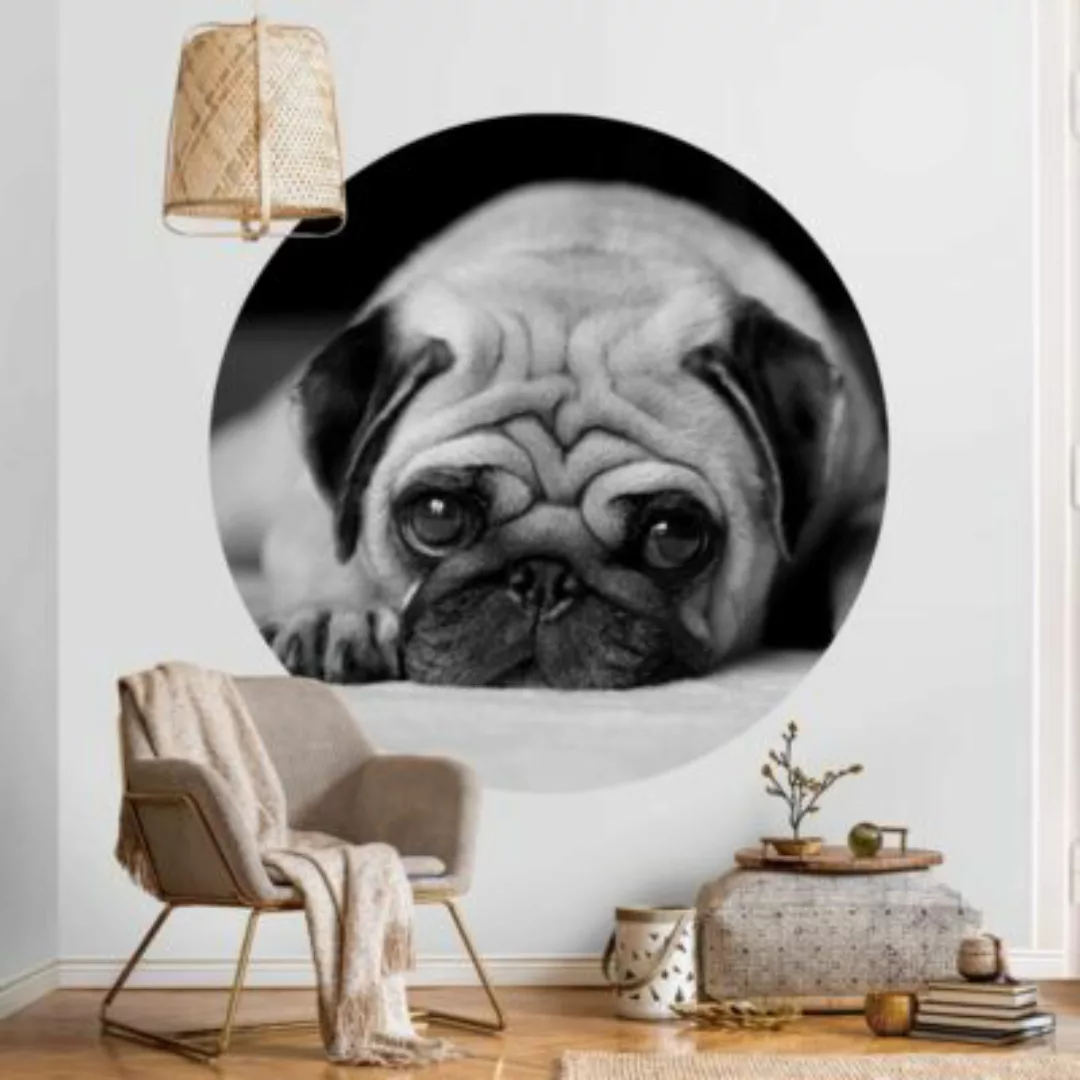 Bilderwelten Runde Tapete selbstklebend Pug Loves You II schwarz/weiß Gr. 7 günstig online kaufen