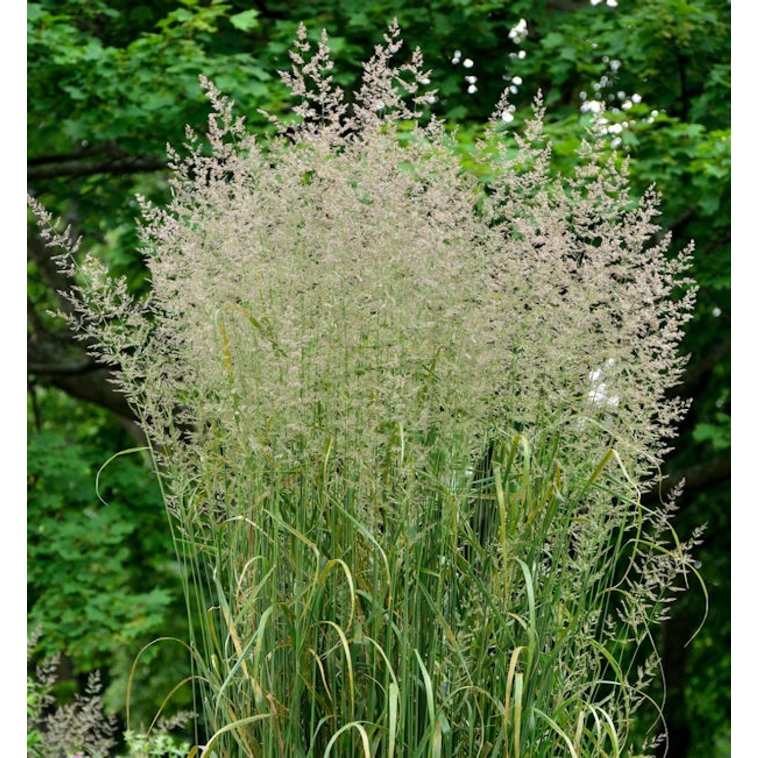 Reitgras Karl Förster - Calamagrostis acutiflora günstig online kaufen